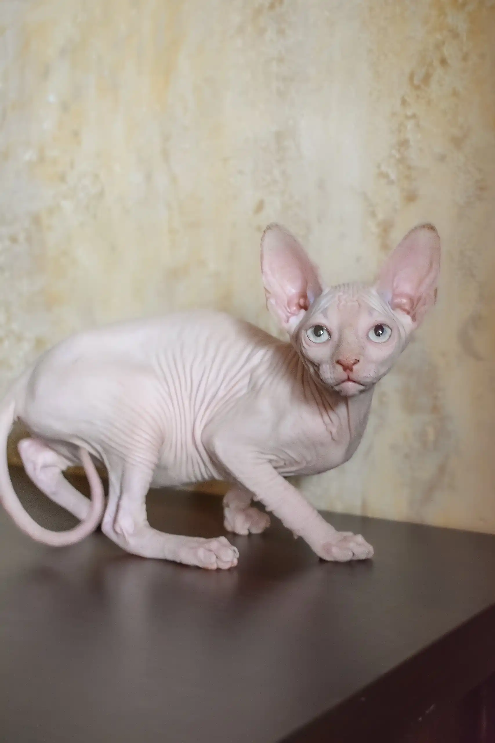 Adelina | Canadian Sphynx Kitten - Image 2