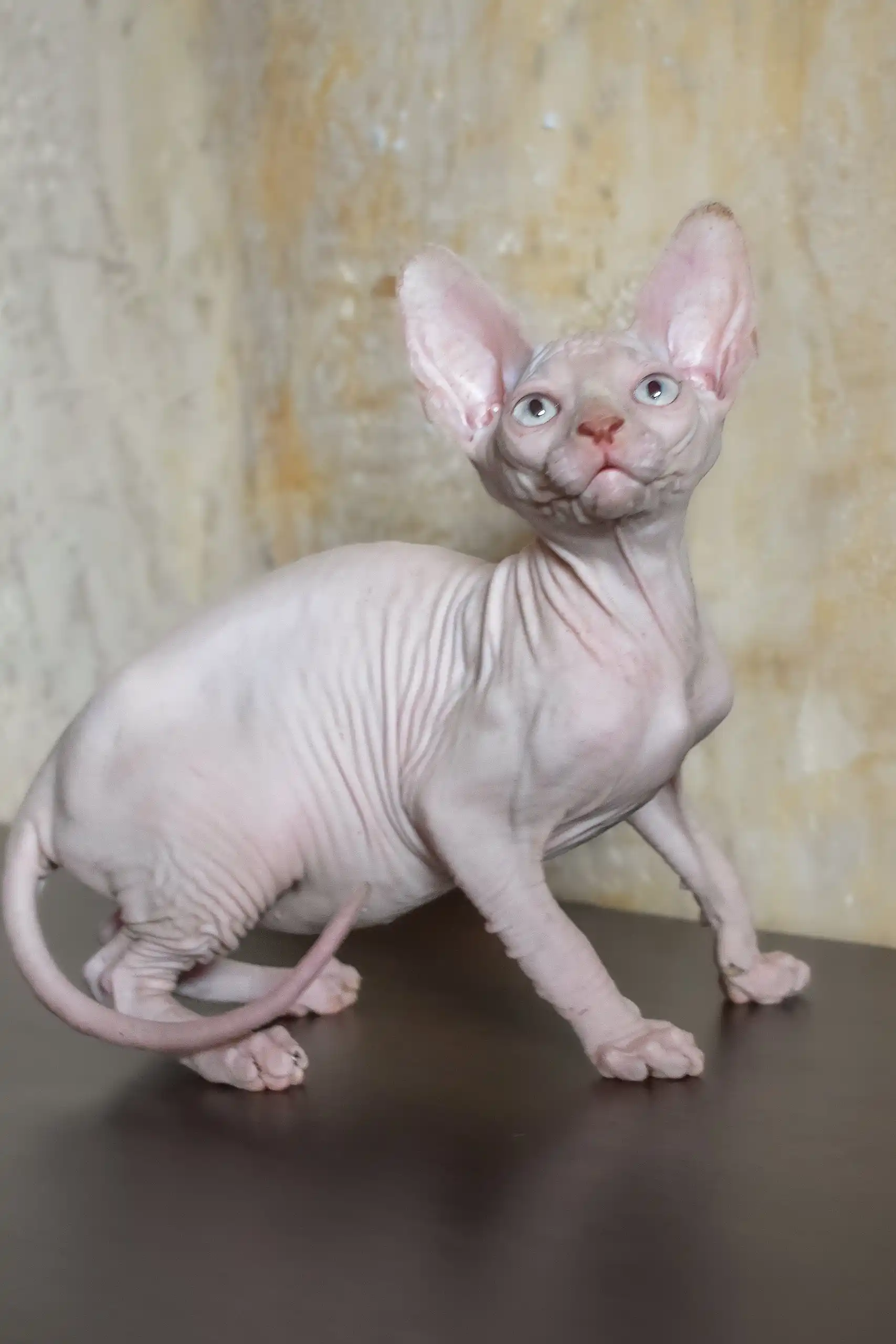 Adelina | Canadian Sphynx Kitten - Image 7