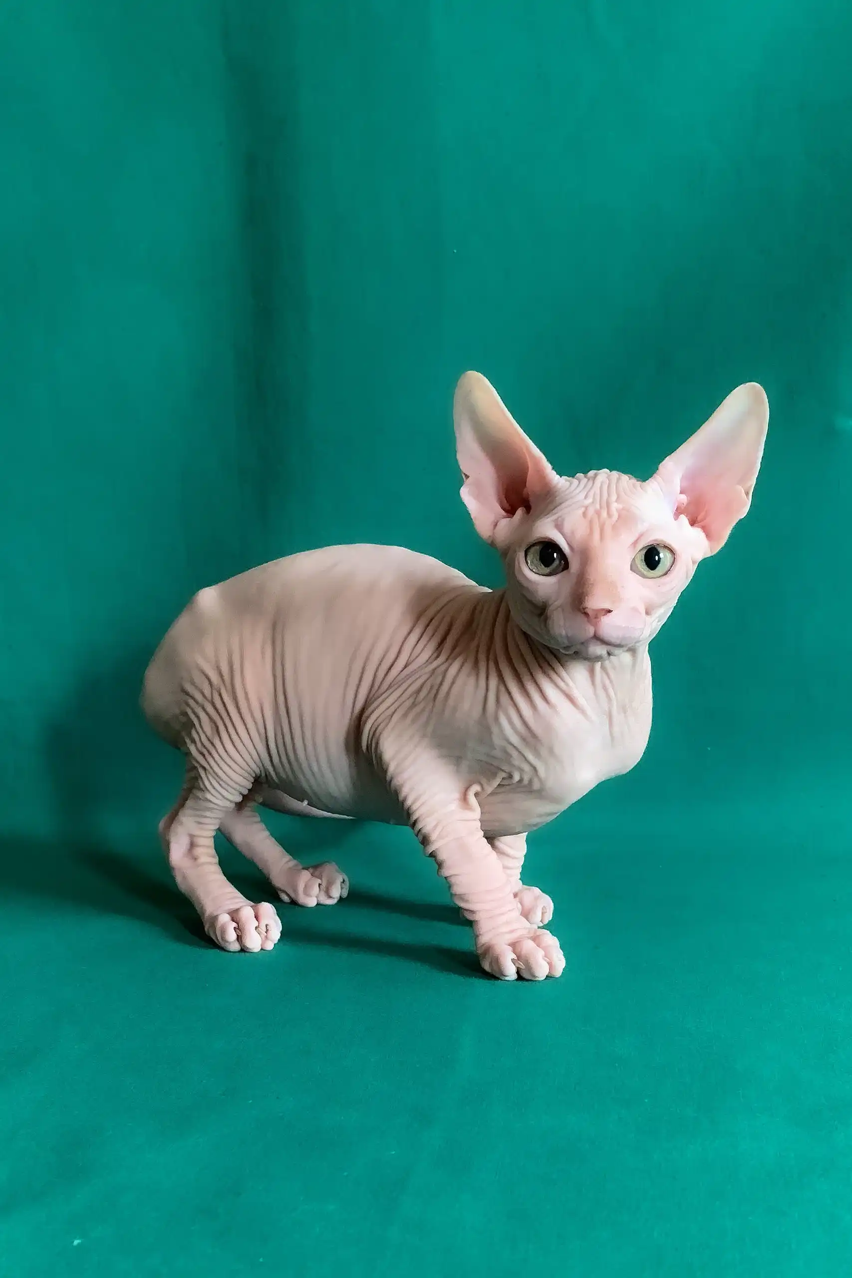 Anzhela | Canadian Sphynx Kitten - Image 3