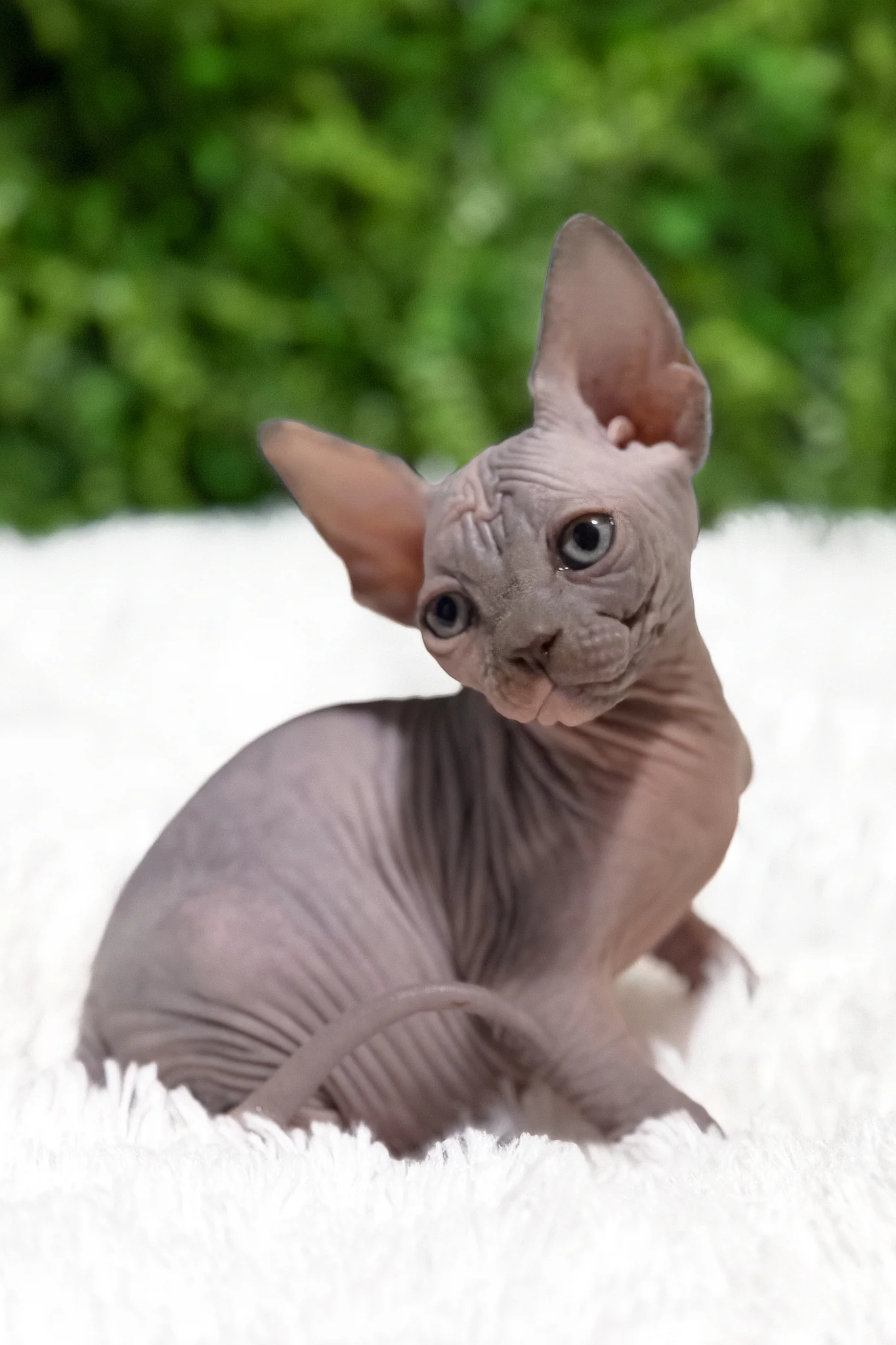 Celesta | Canadian Sphynx Kitten - Image 3