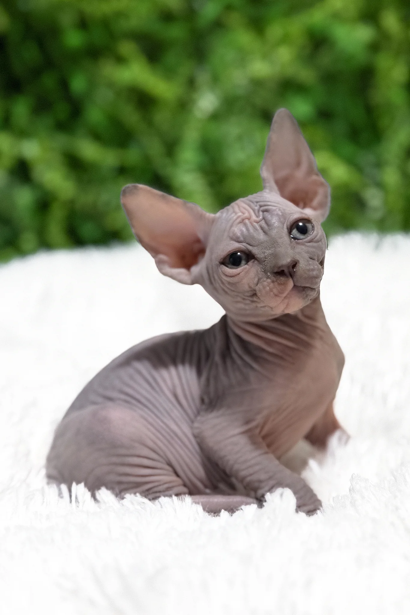 Celesta | Canadian Sphynx Kitten - Image 4
