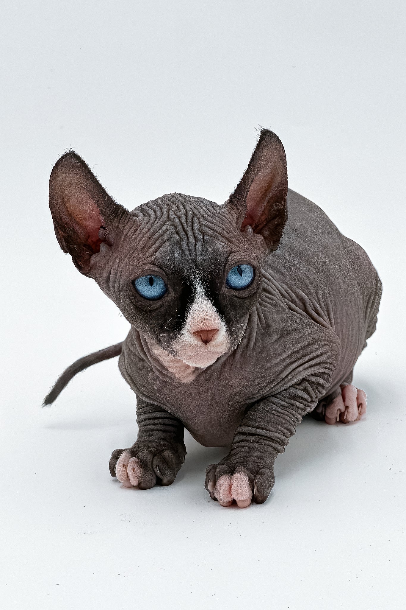 Cher | Canadian Sphynx Kitten - Image 5