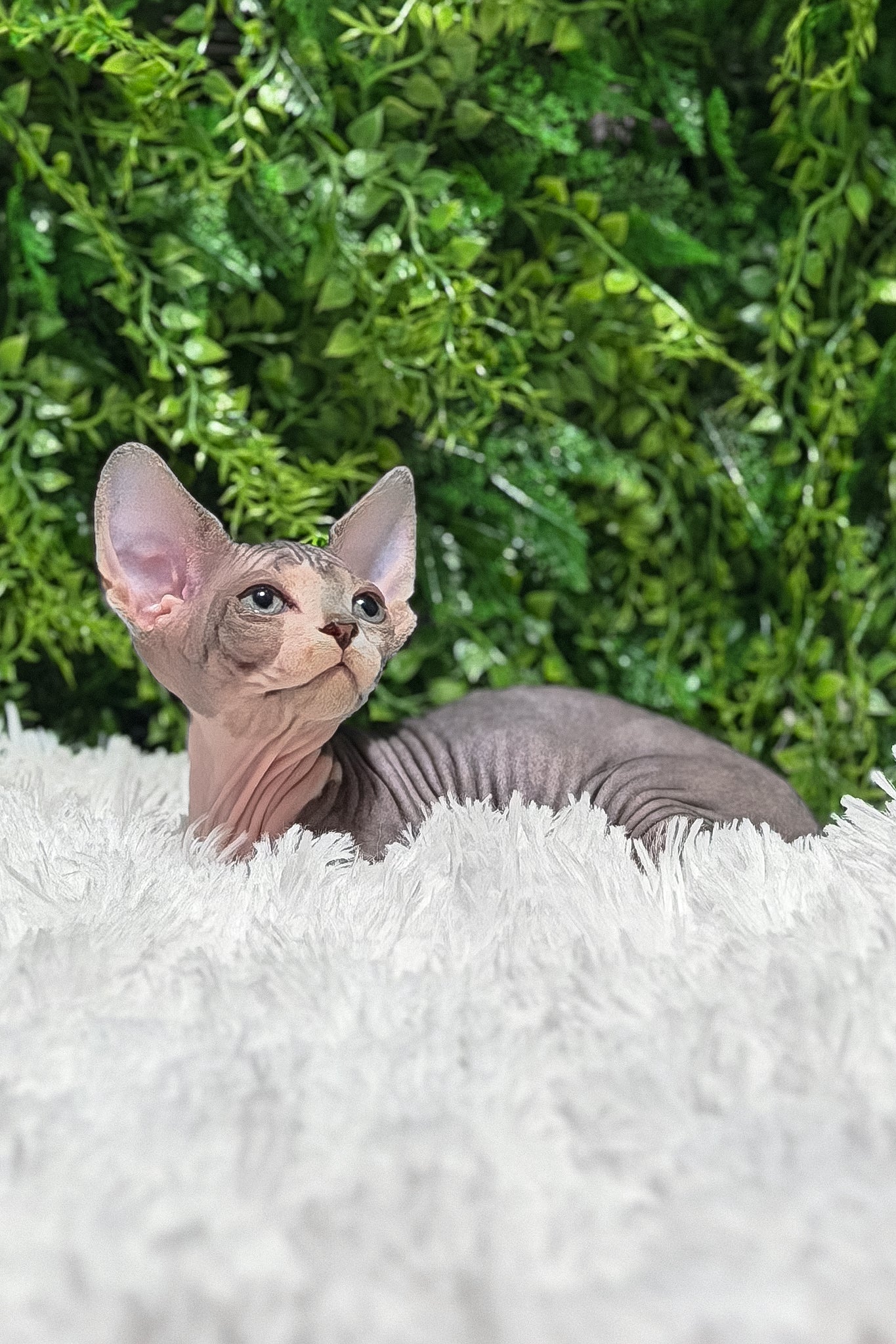 Chloe | Canadian Sphynx Kitten - Image 6