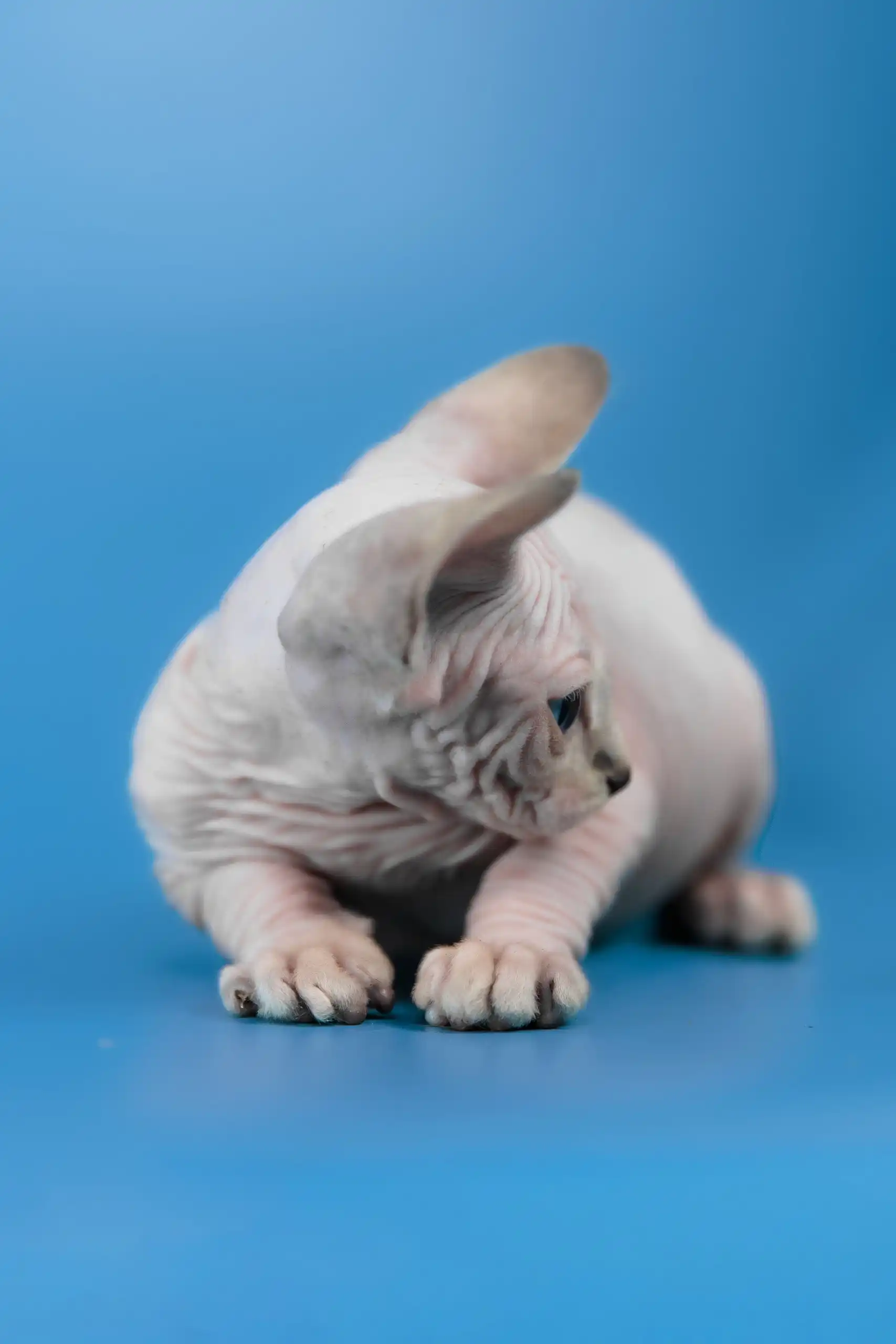 Cleopatra | Canadian Sphynx Kitten - Image 11