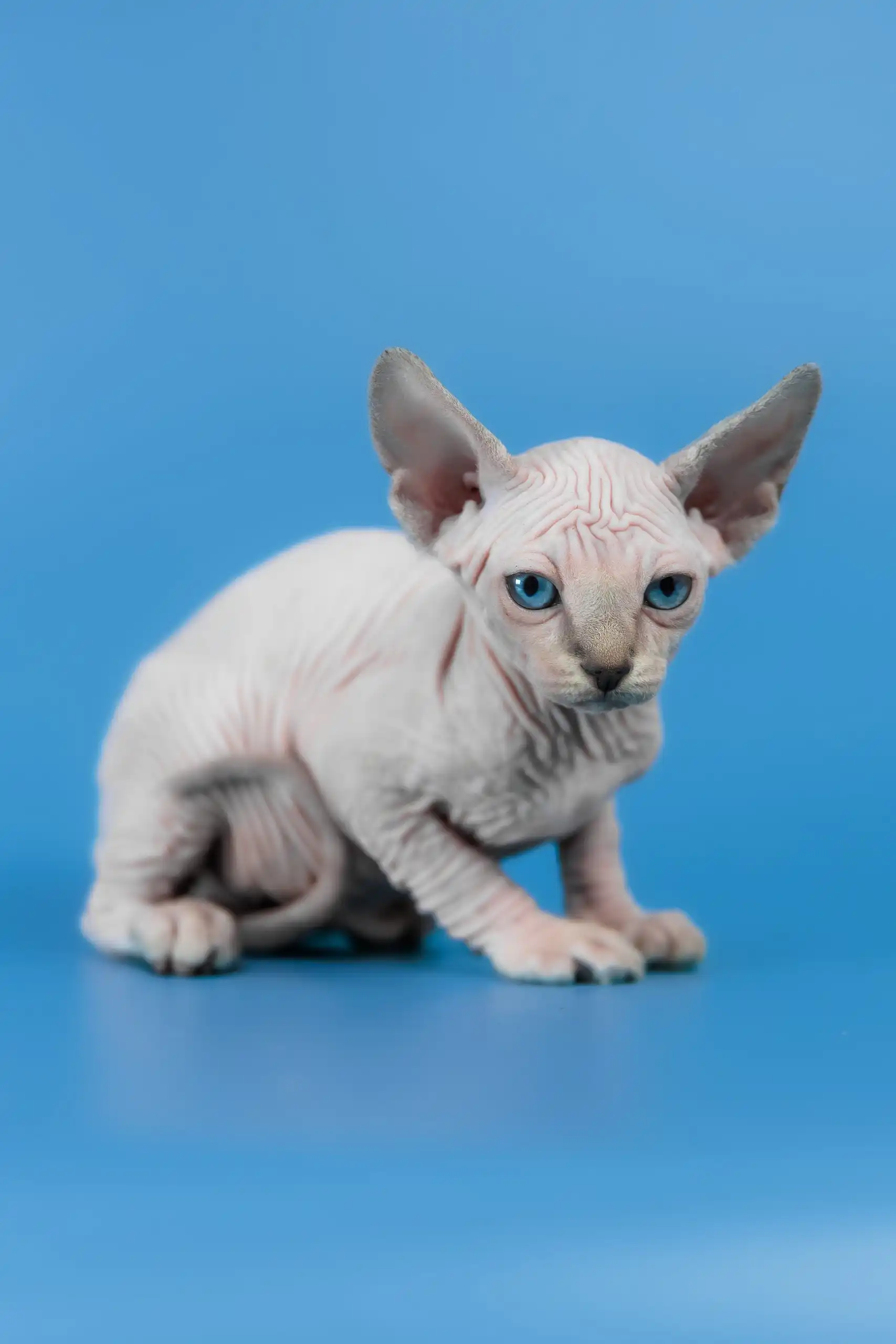 Cleopatra | Canadian Sphynx Kitten - Image 2