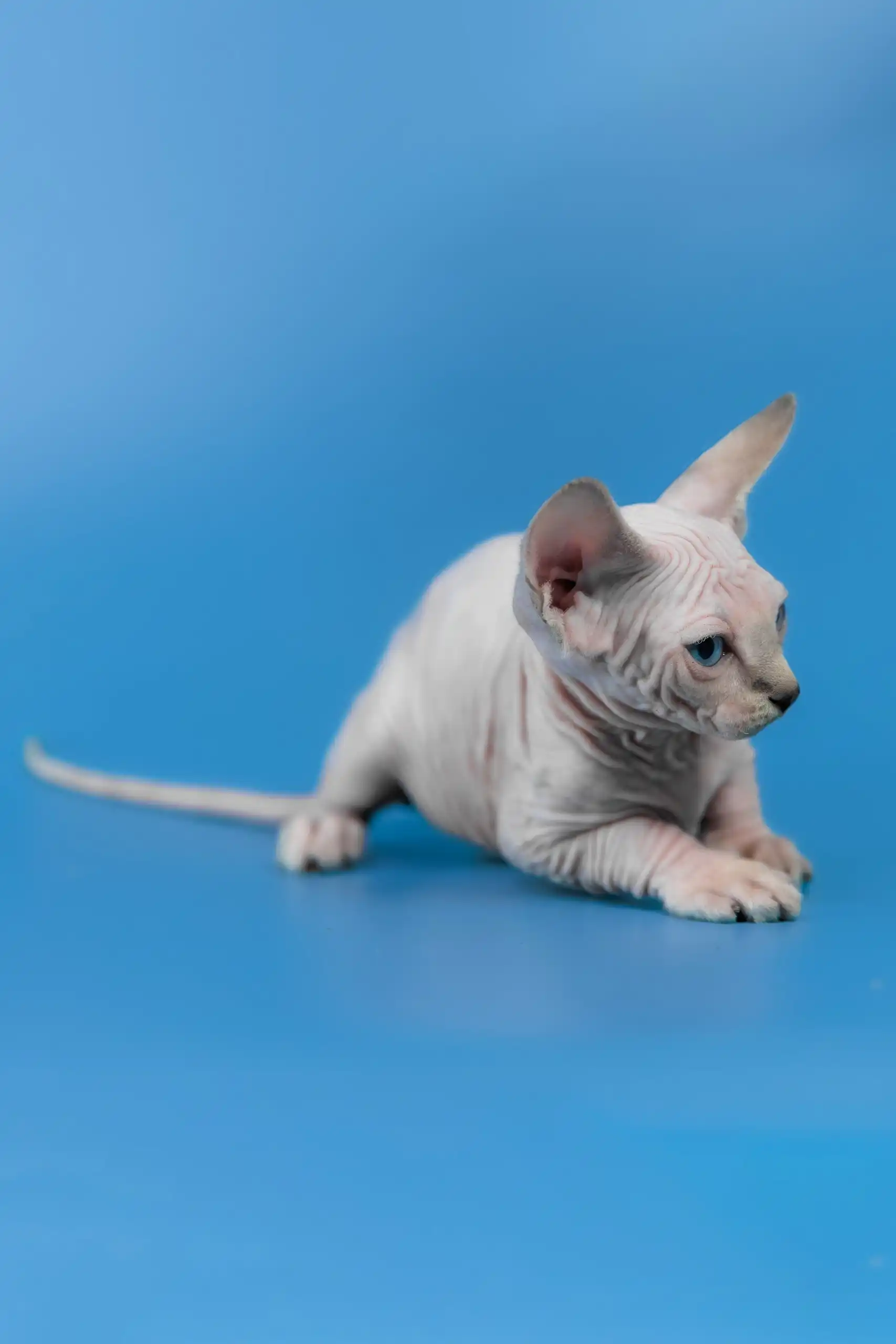 Cleopatra | Canadian Sphynx Kitten - Image 3