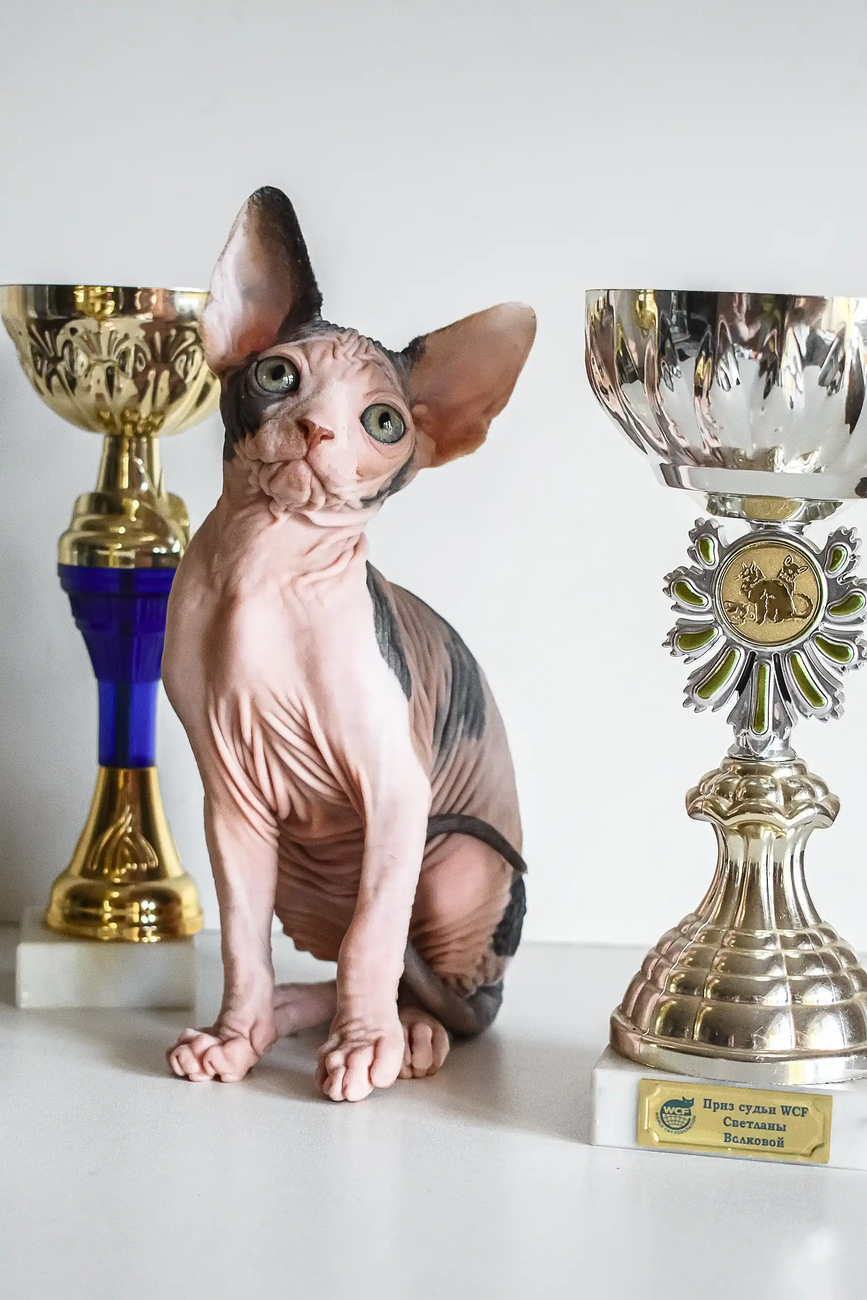 Elizabeth | Canadian Sphynx Kitten - Image 7