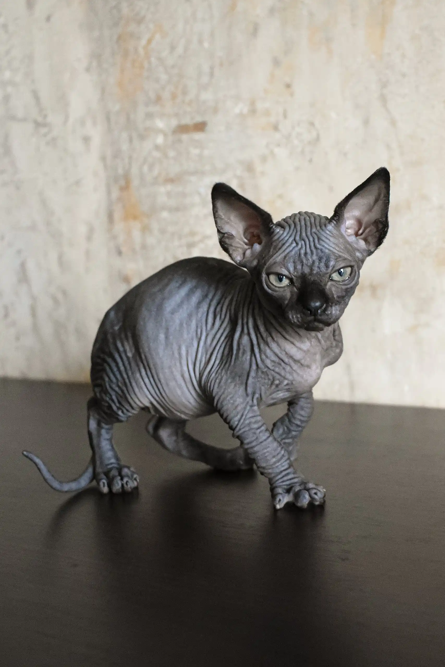 Emily | Canadian Sphynx Kitten - Image 11