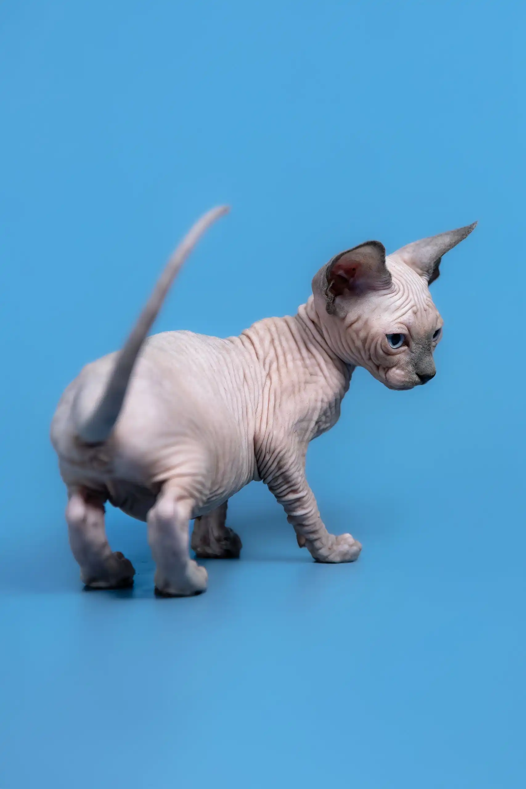 Gabriel | Canadian Sphynx Kitten - Image 6