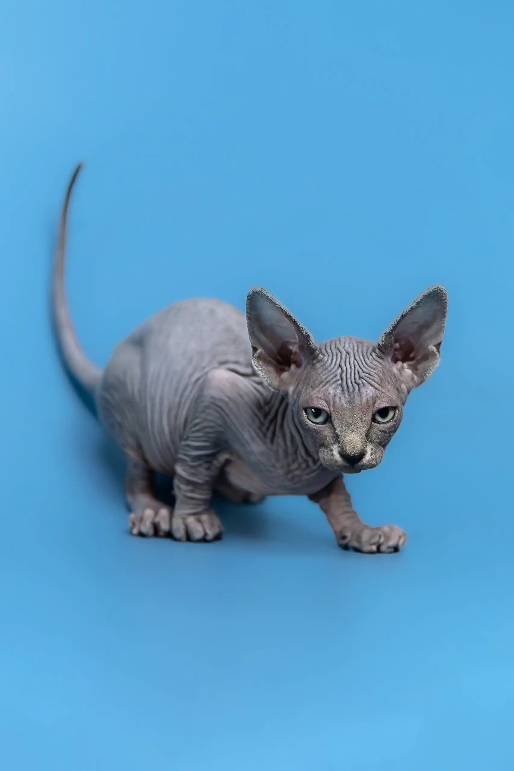 Gerda | Canadian Sphynx Kitten - Image 12