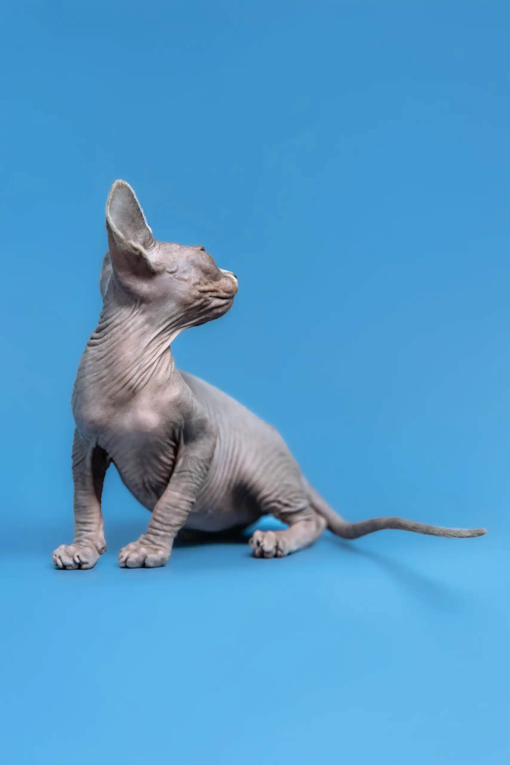 Gerda | Canadian Sphynx Kitten - Image 3
