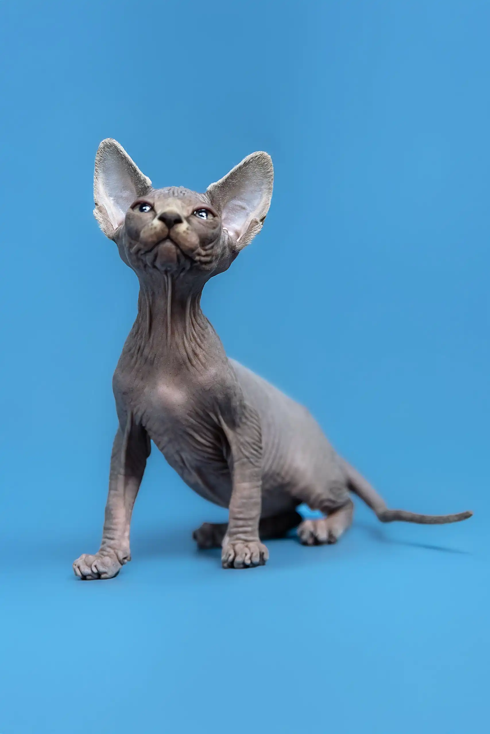 Gerda | Canadian Sphynx Kitten - Image 4