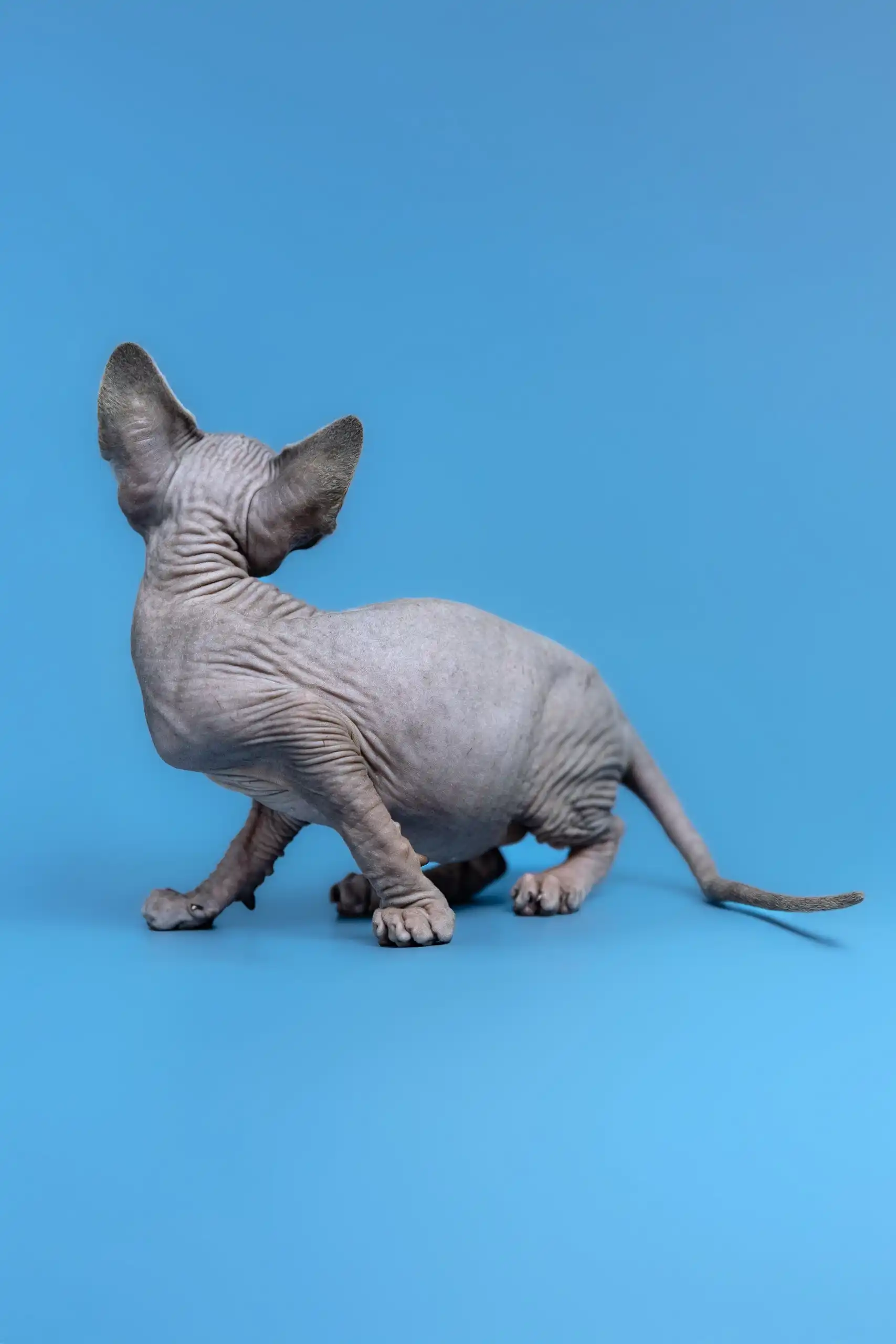 Gerda | Canadian Sphynx Kitten - Image 8