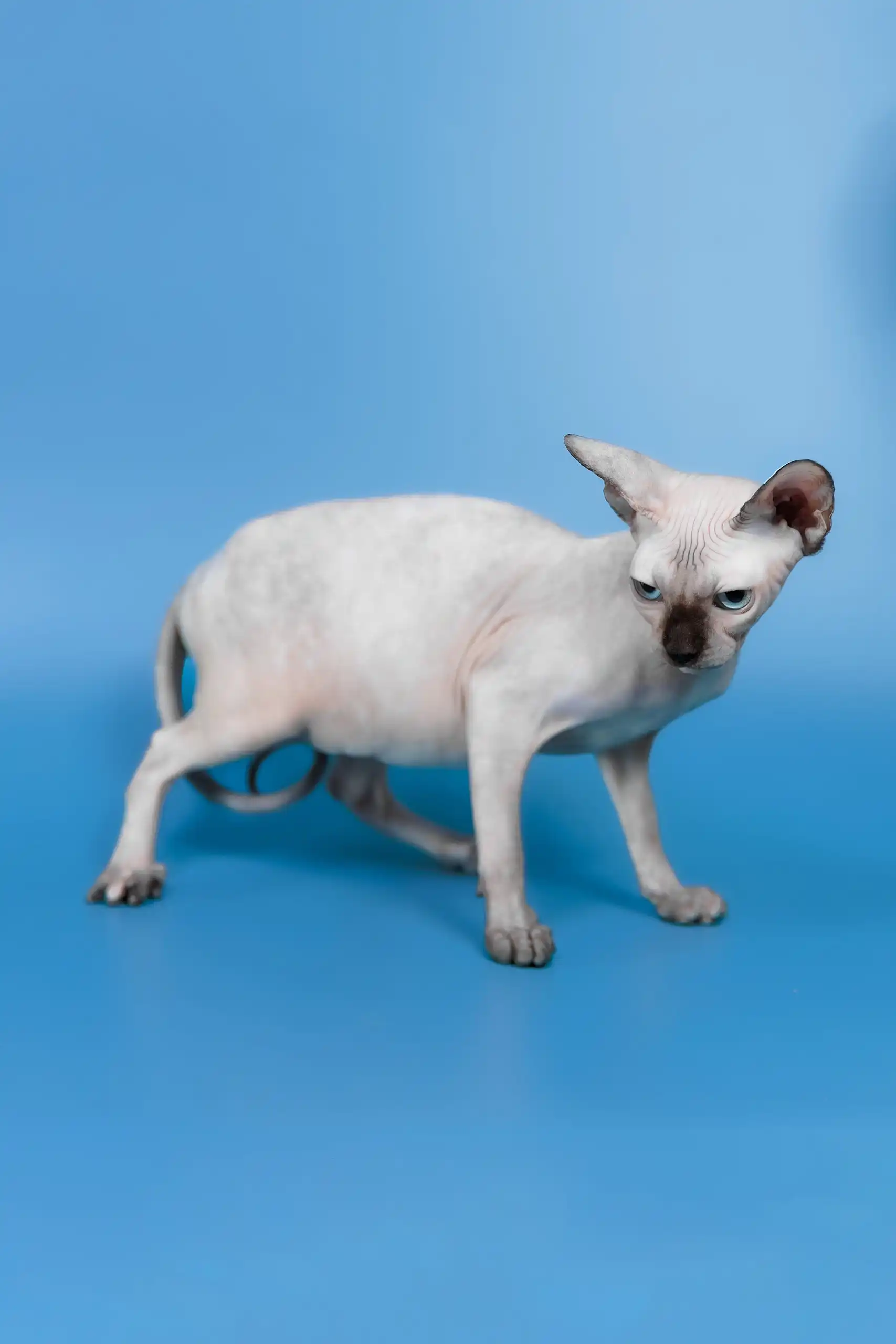 Gloria | Canadian Sphynx Kitten - Image 13
