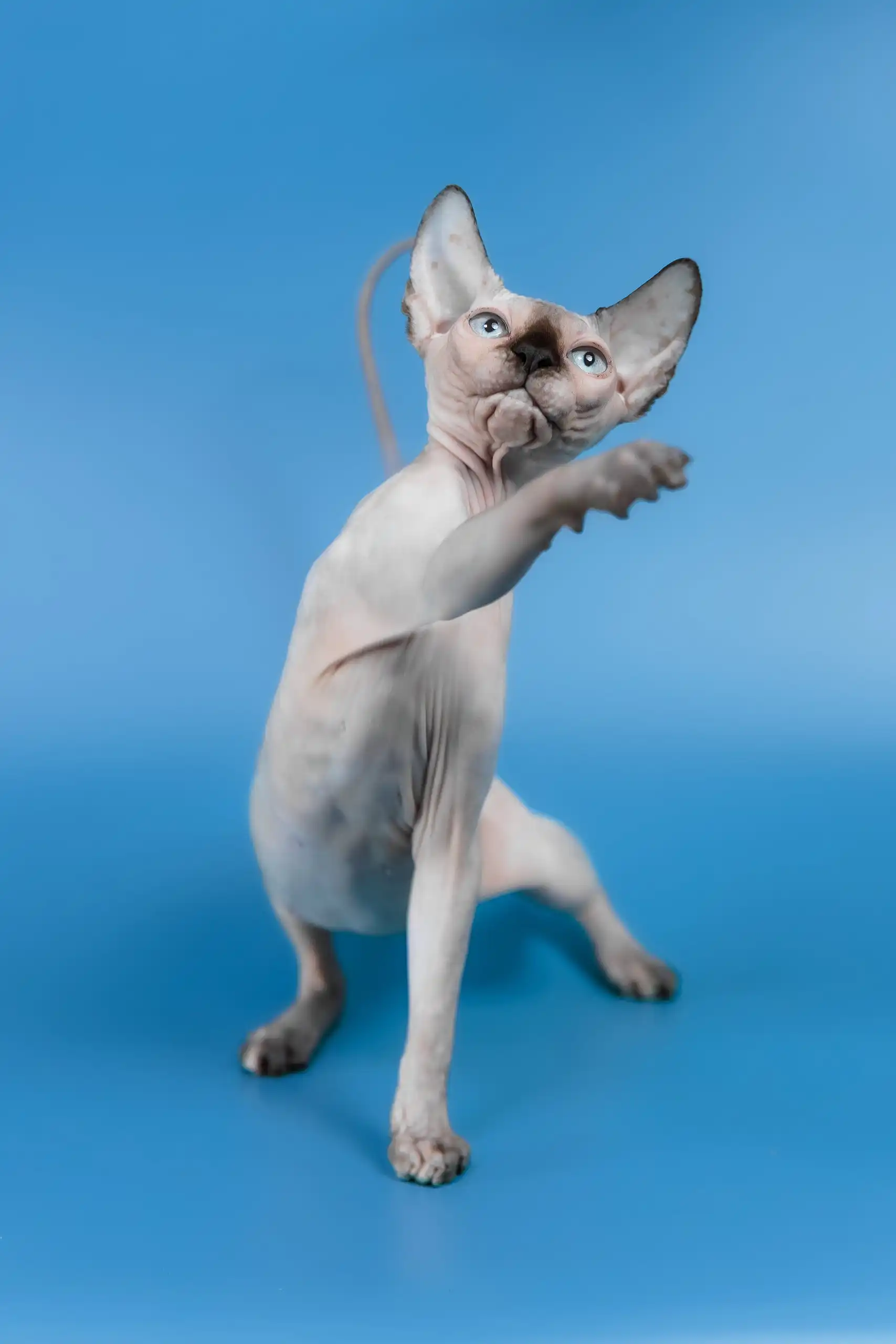 Gloria | Canadian Sphynx Kitten - Image 16