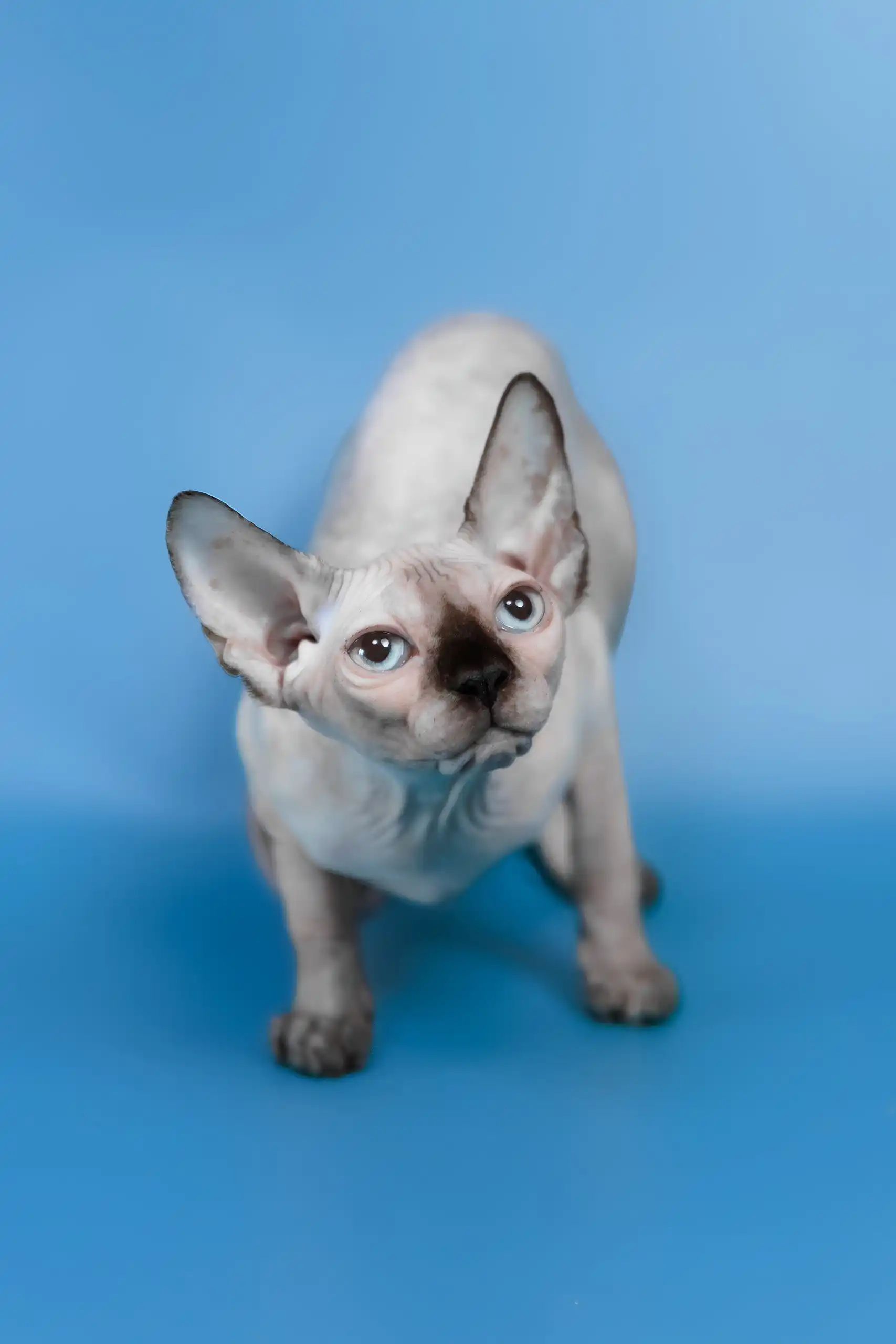 Gloria | Canadian Sphynx Kitten - Image 3