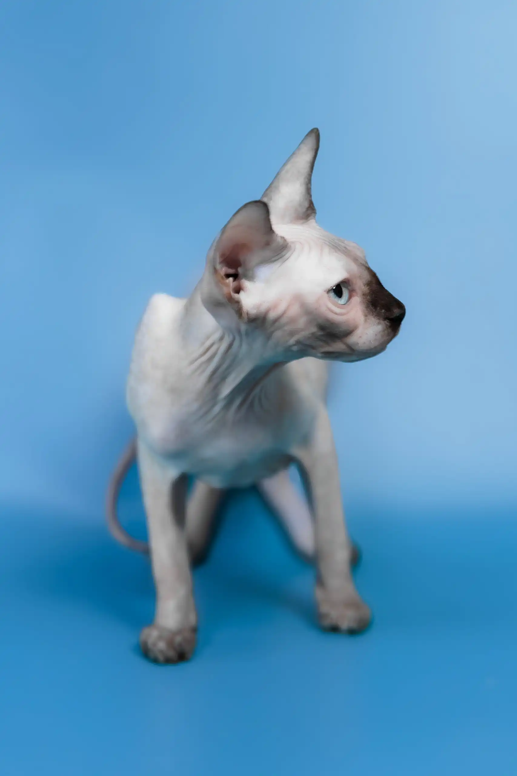 Gloria | Canadian Sphynx Kitten - Image 5