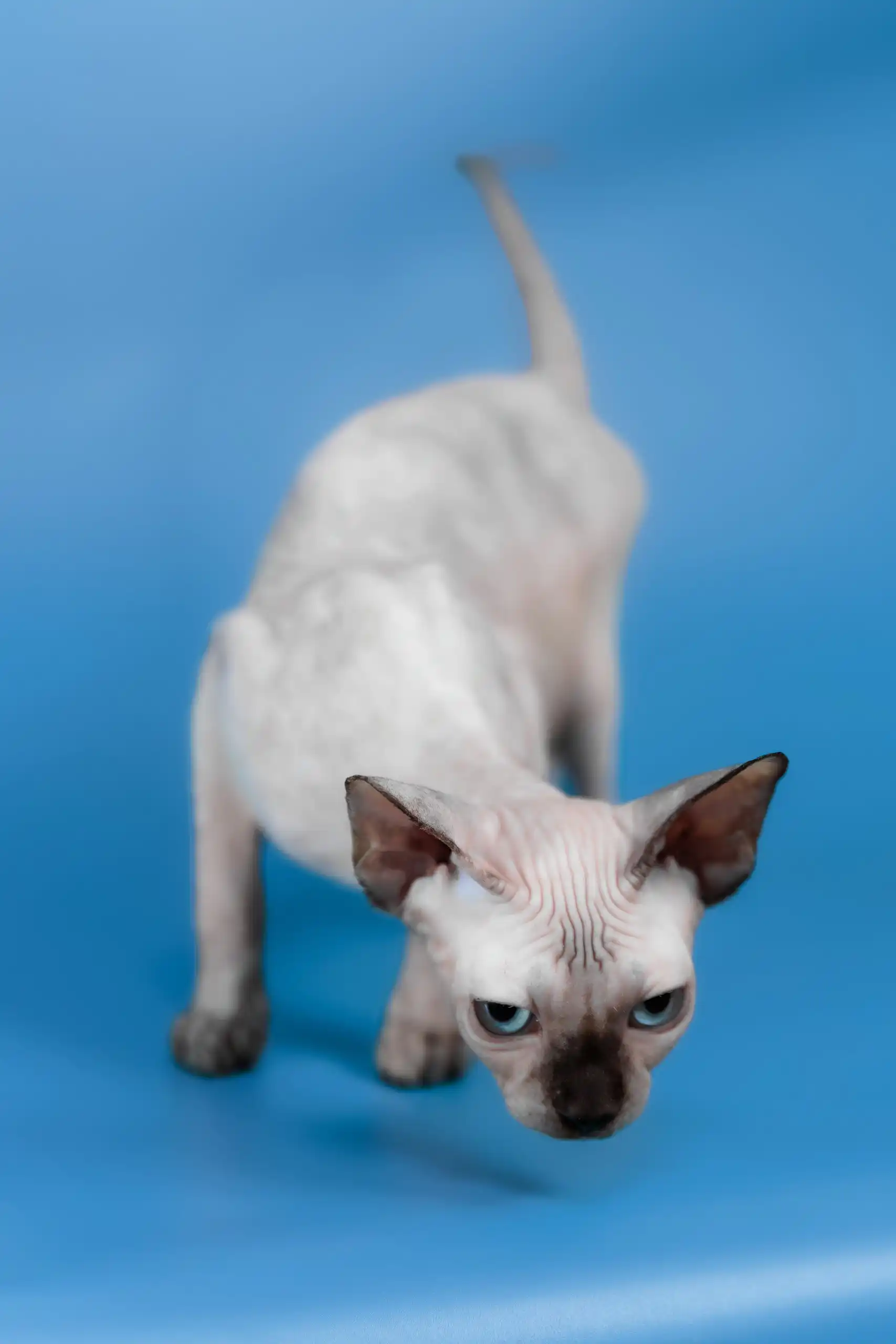Gloria | Canadian Sphynx Kitten - Image 9