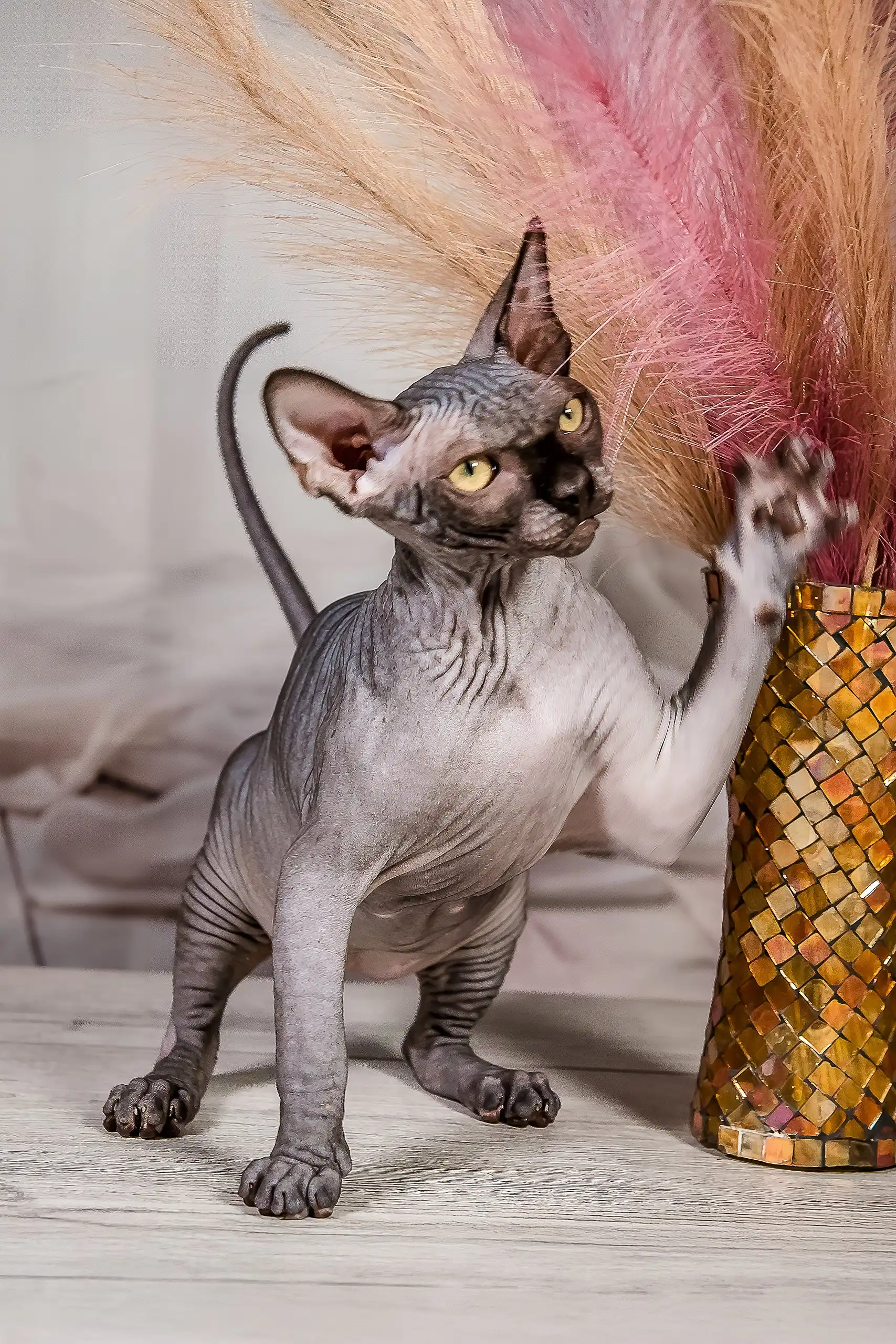 Ilaida | Canadian Sphynx Kitten - Image 2