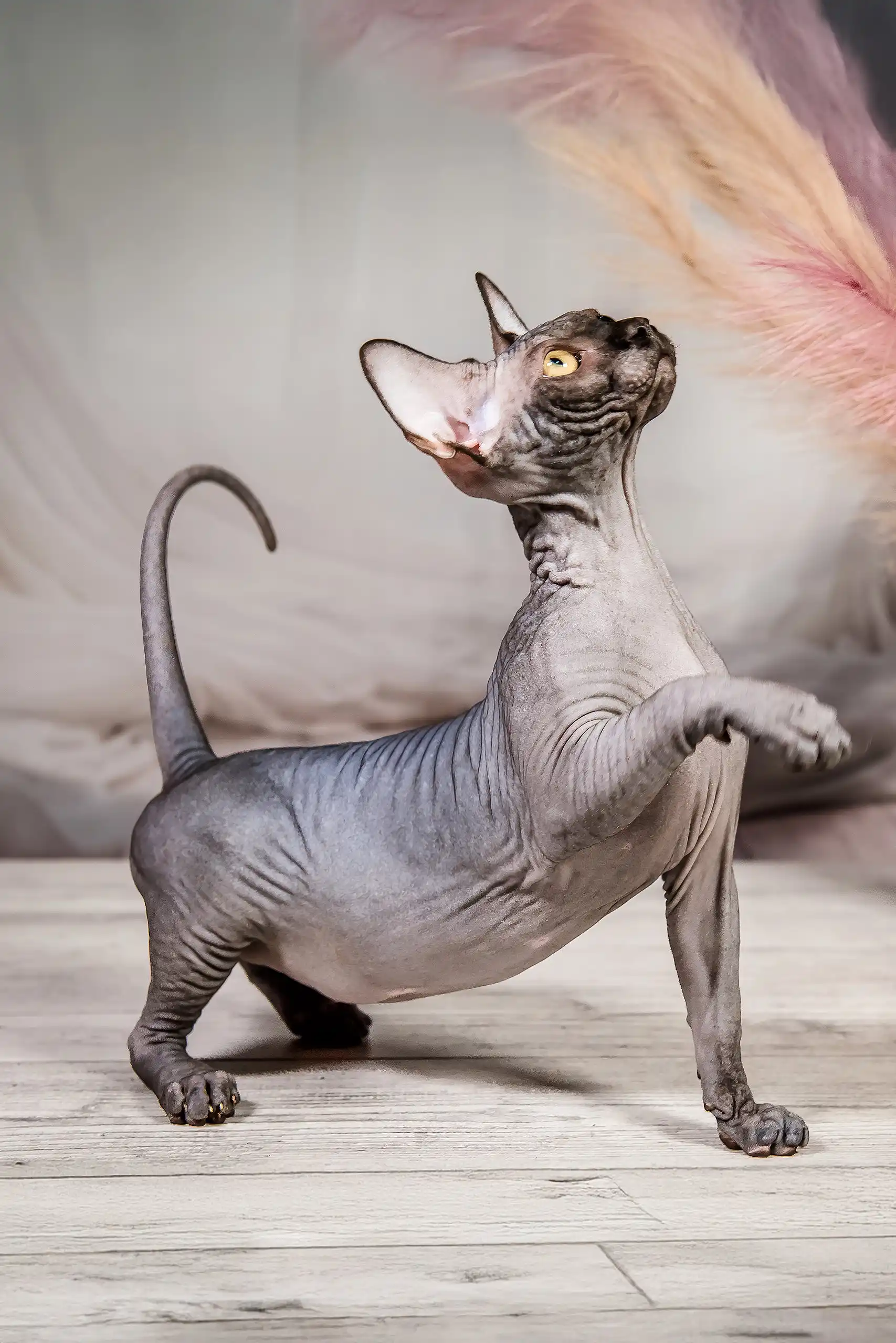 Ilaida | Canadian Sphynx Kitten - Image 3