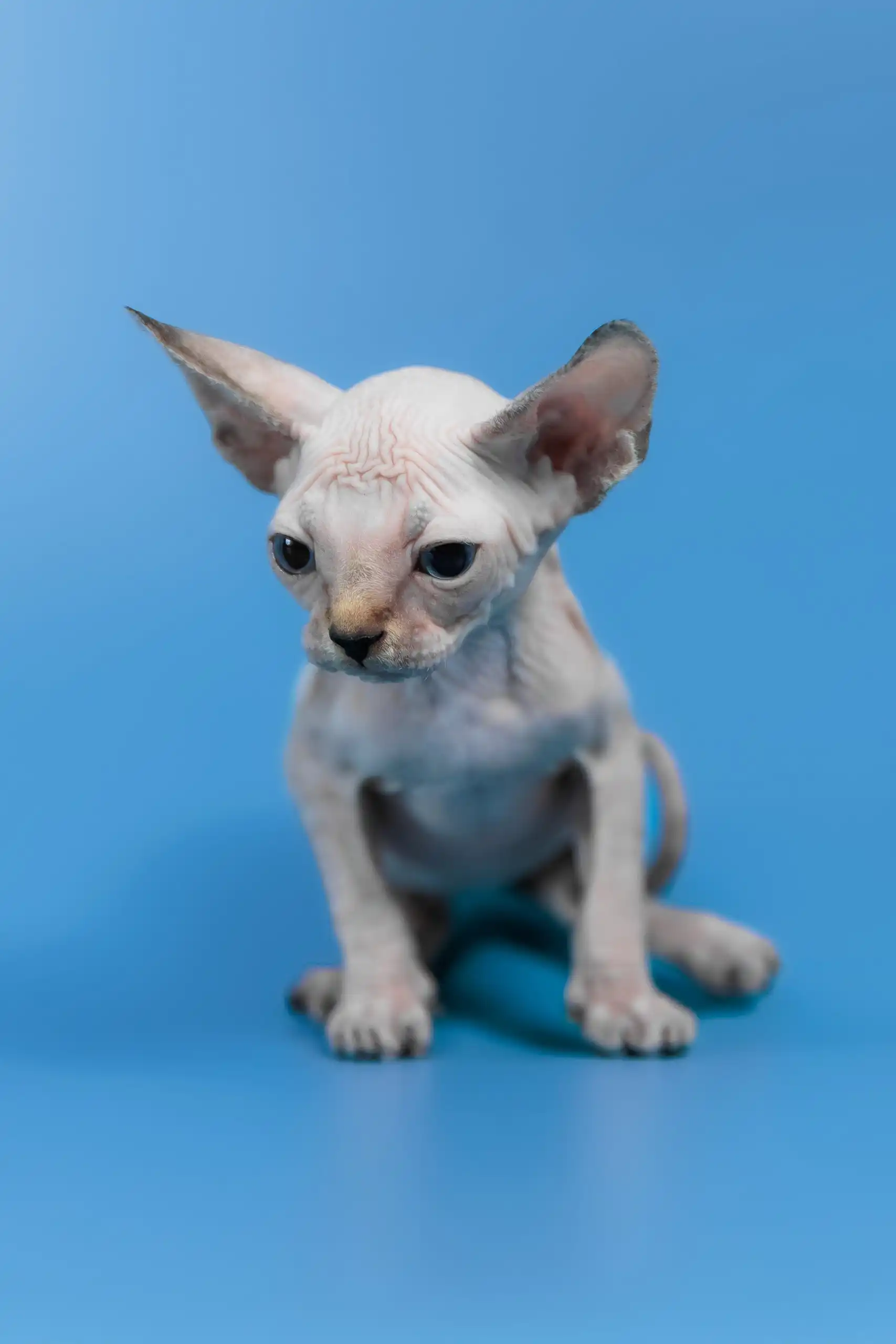 Kris | Canadian Sphynx Kitten - Image 11