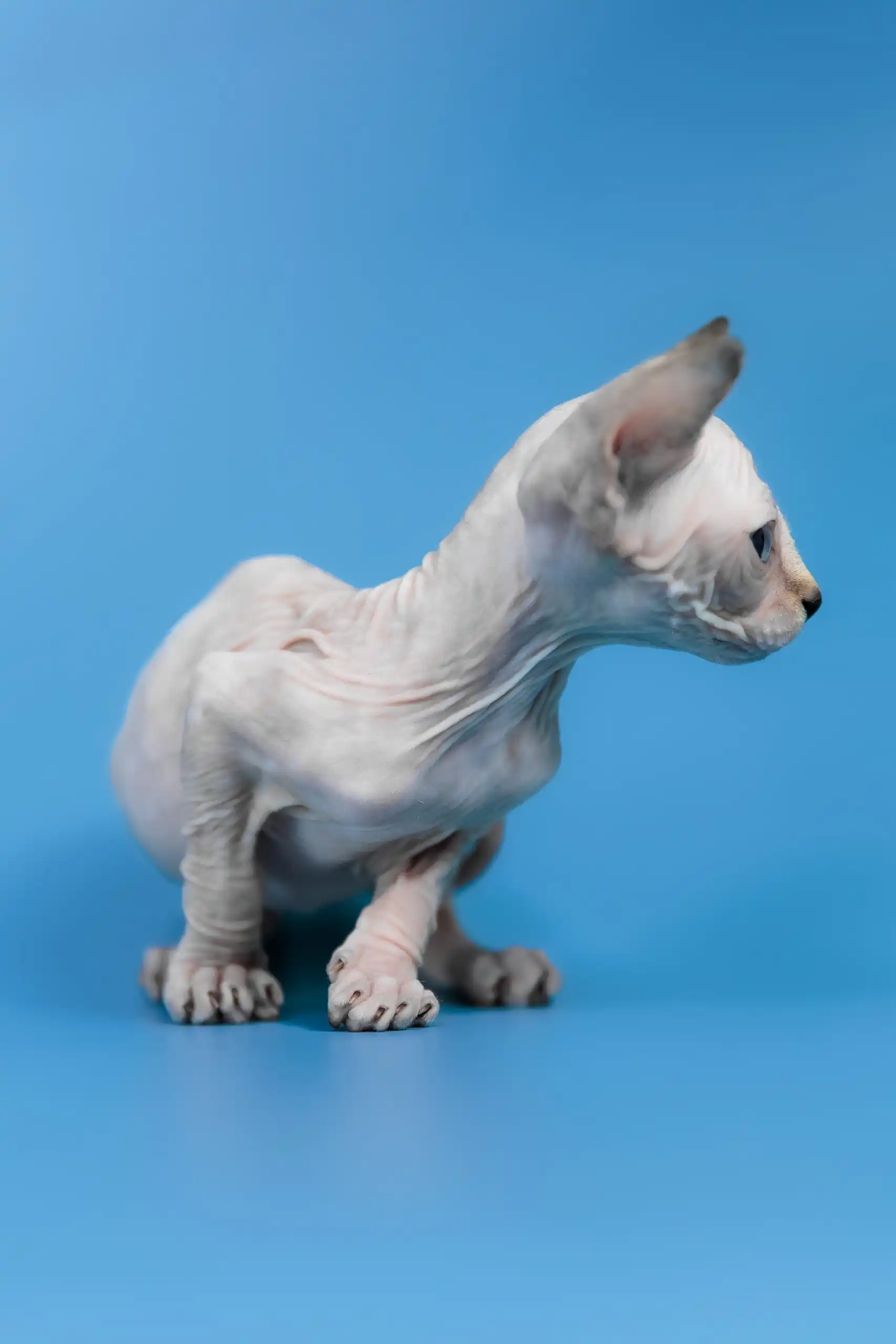 Kris | Canadian Sphynx Kitten - Image 12