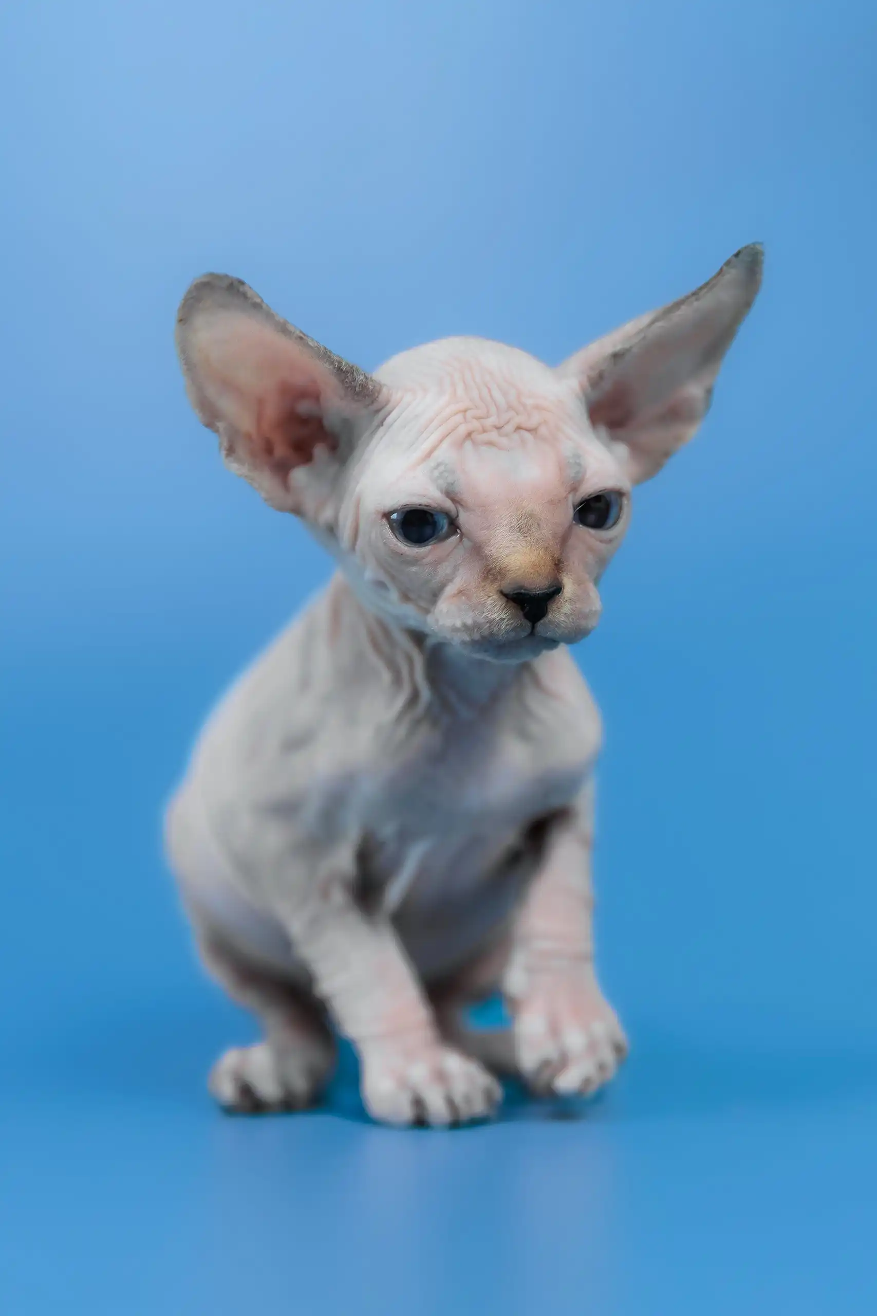 Kris | Canadian Sphynx Kitten - Image 3