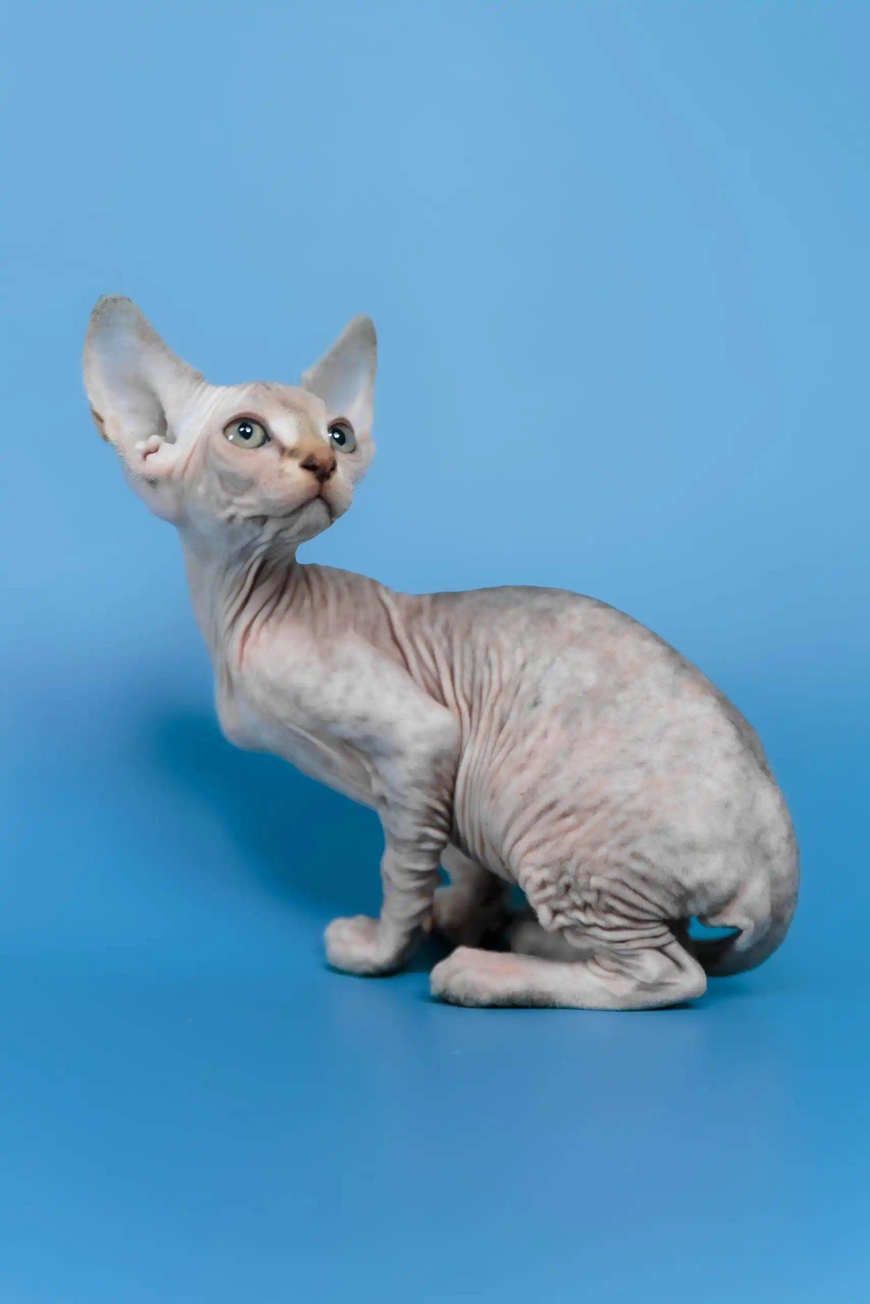 Laura | Canadian Sphynx Kitten - Image 14