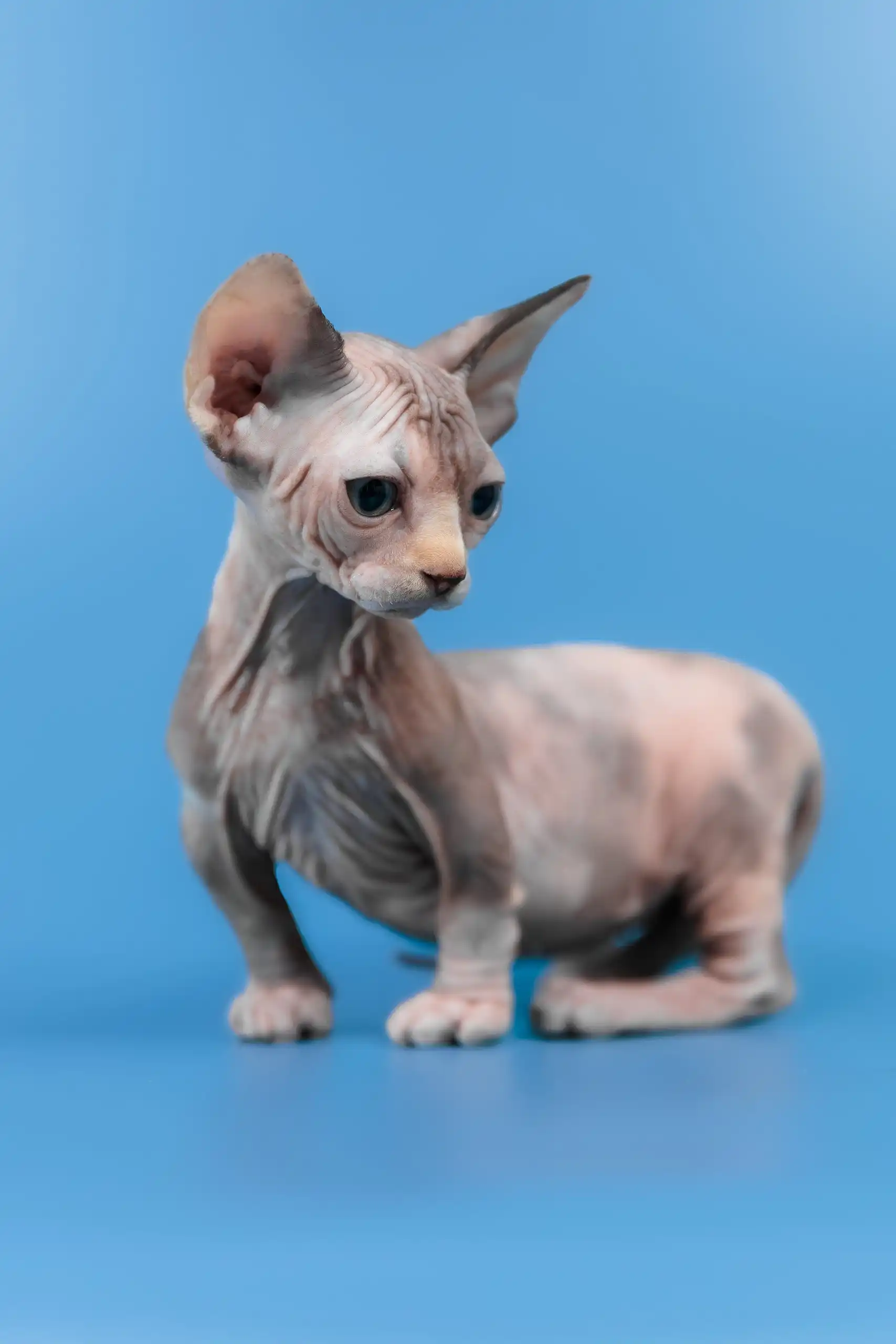 Lyalya | Canadian Sphynx Kitten - Image 3