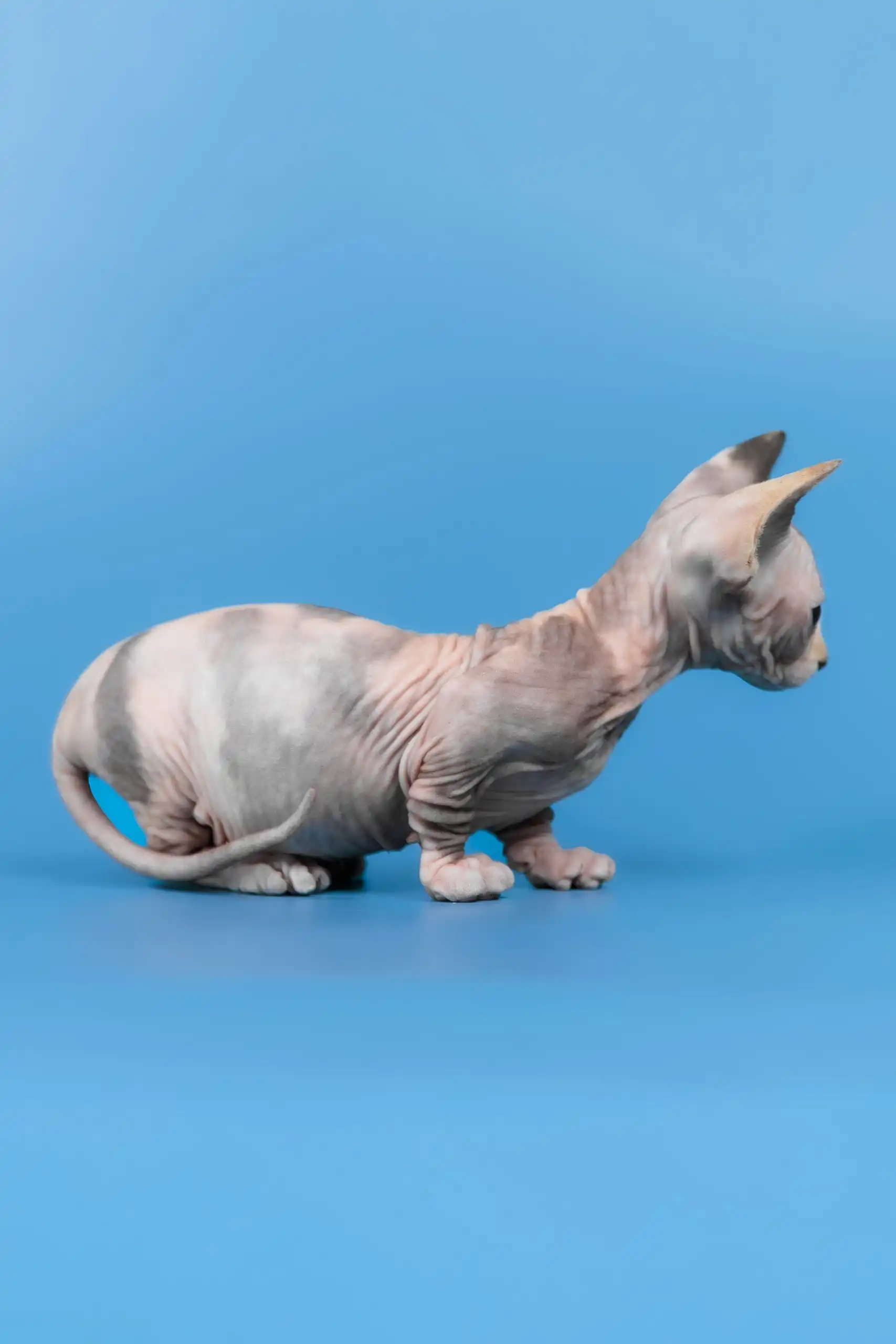 Lyalya | Canadian Sphynx Kitten - Image 8