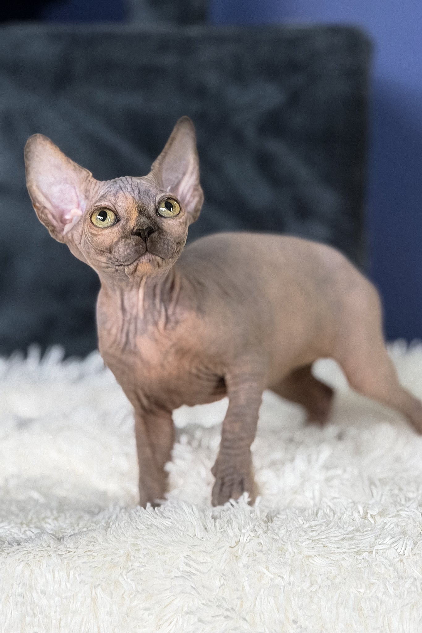 Martina | Canadian Sphynx Kitten - Image 7