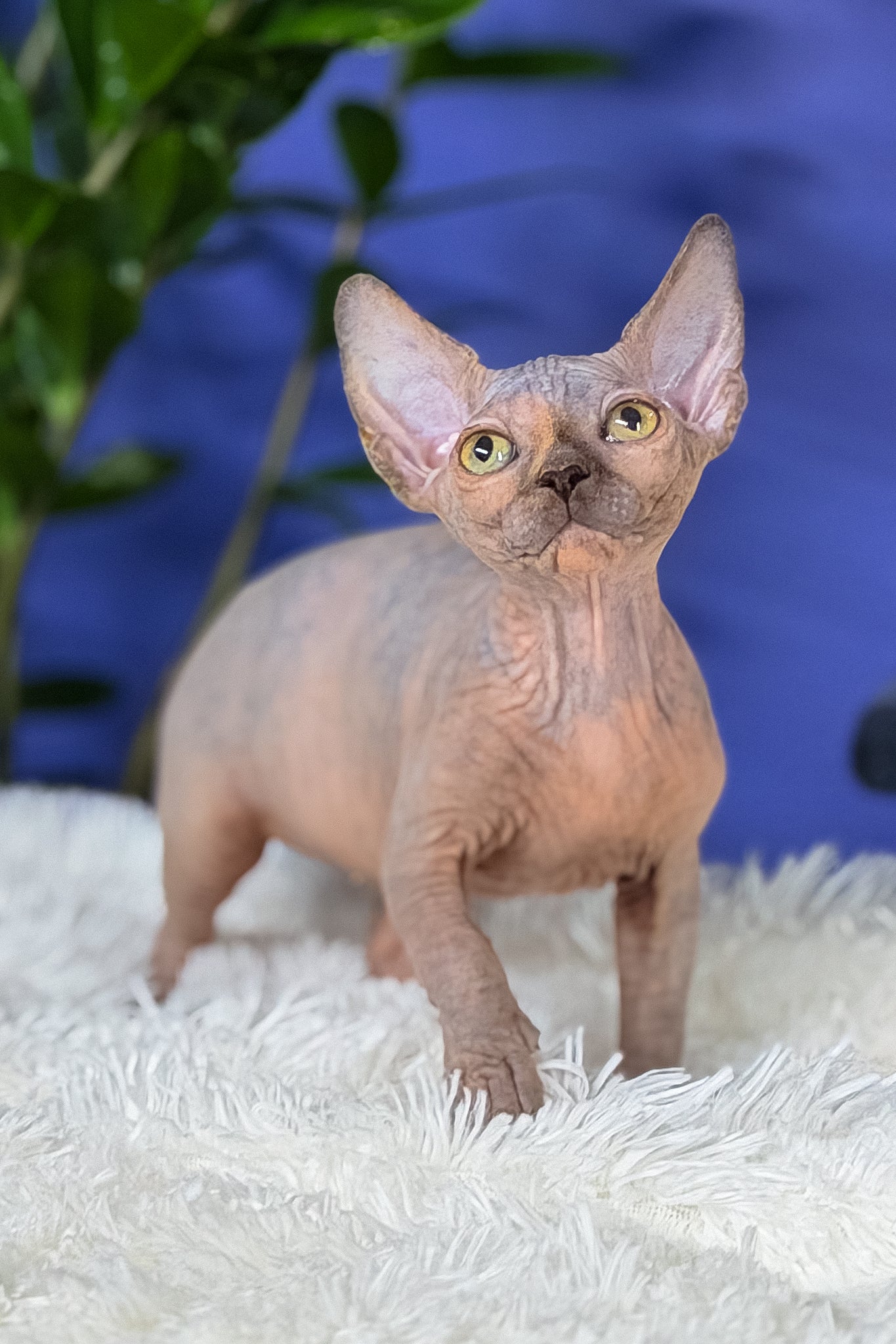 Martina | Canadian Sphynx Kitten - Image 8
