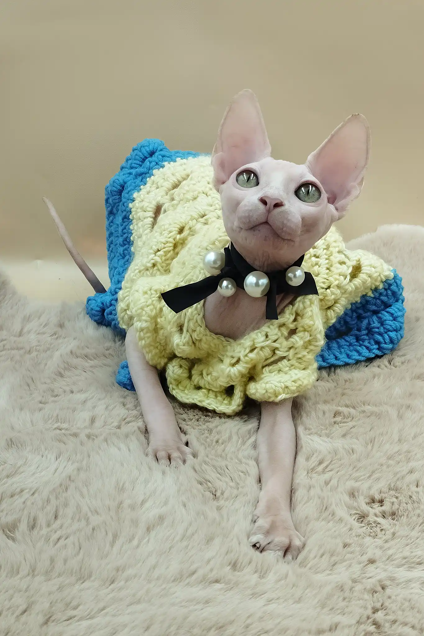 Melissa | Canadian Sphynx Kitten - Image 4