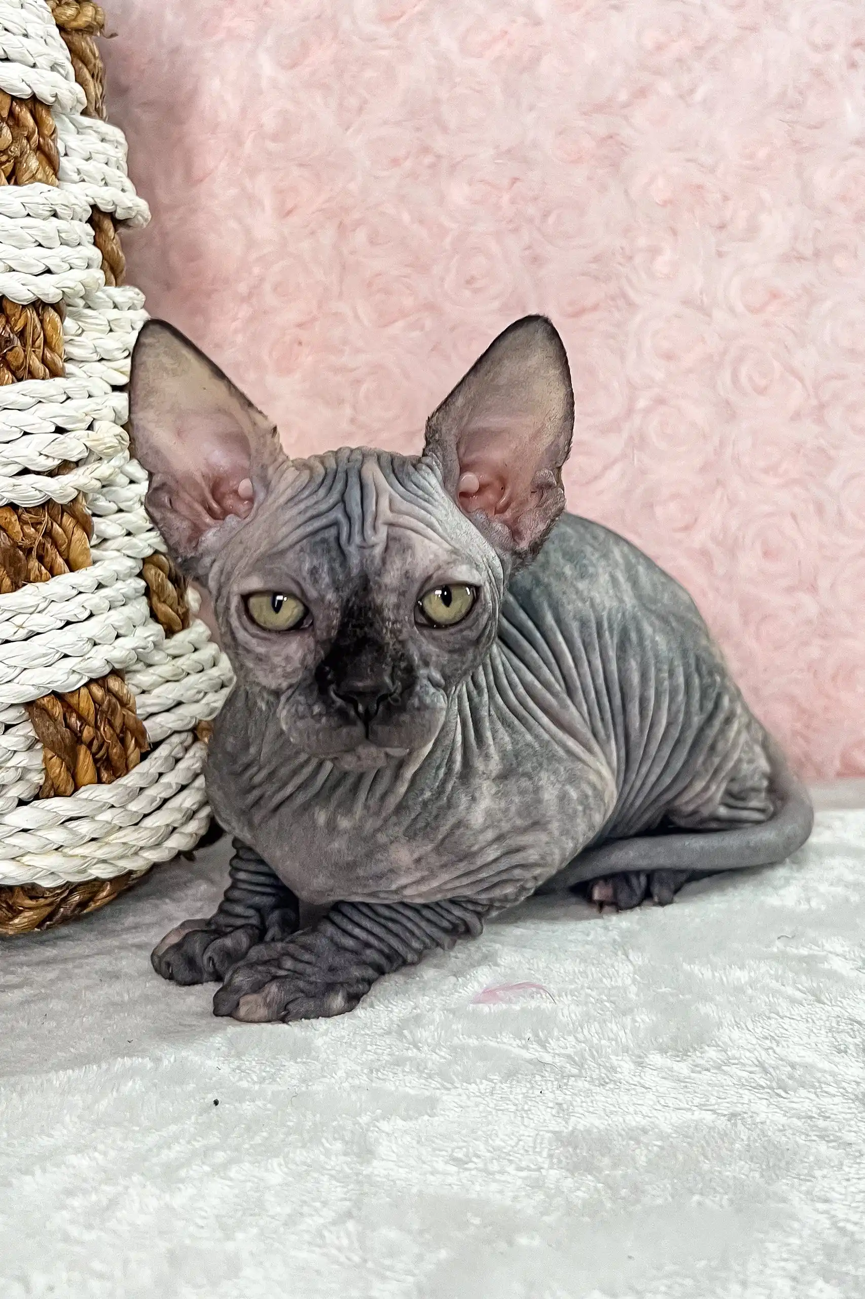 Melody | Canadian Sphynx Kitten - Image 2
