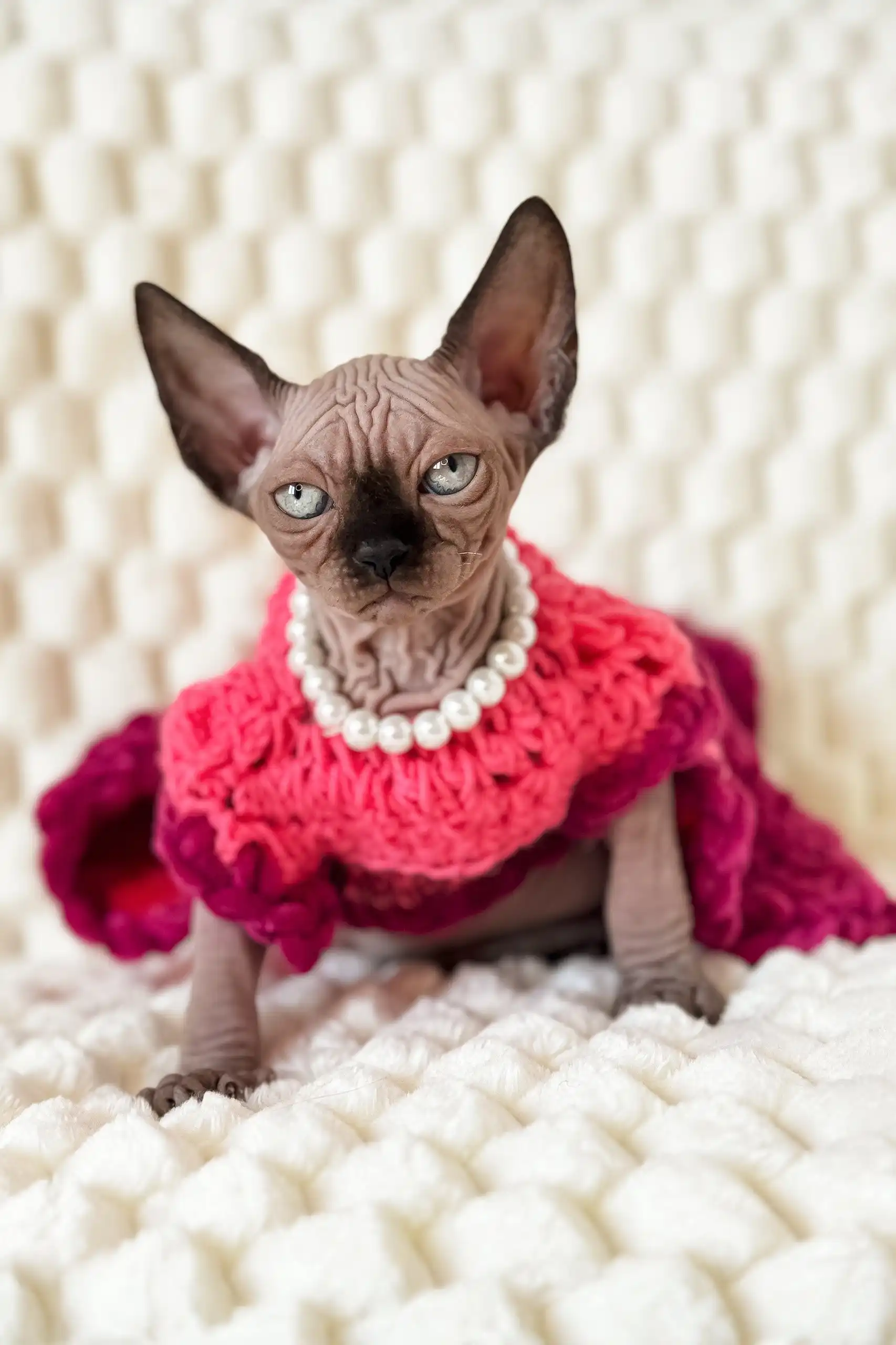 Mery | Canadian Sphynx Kitten