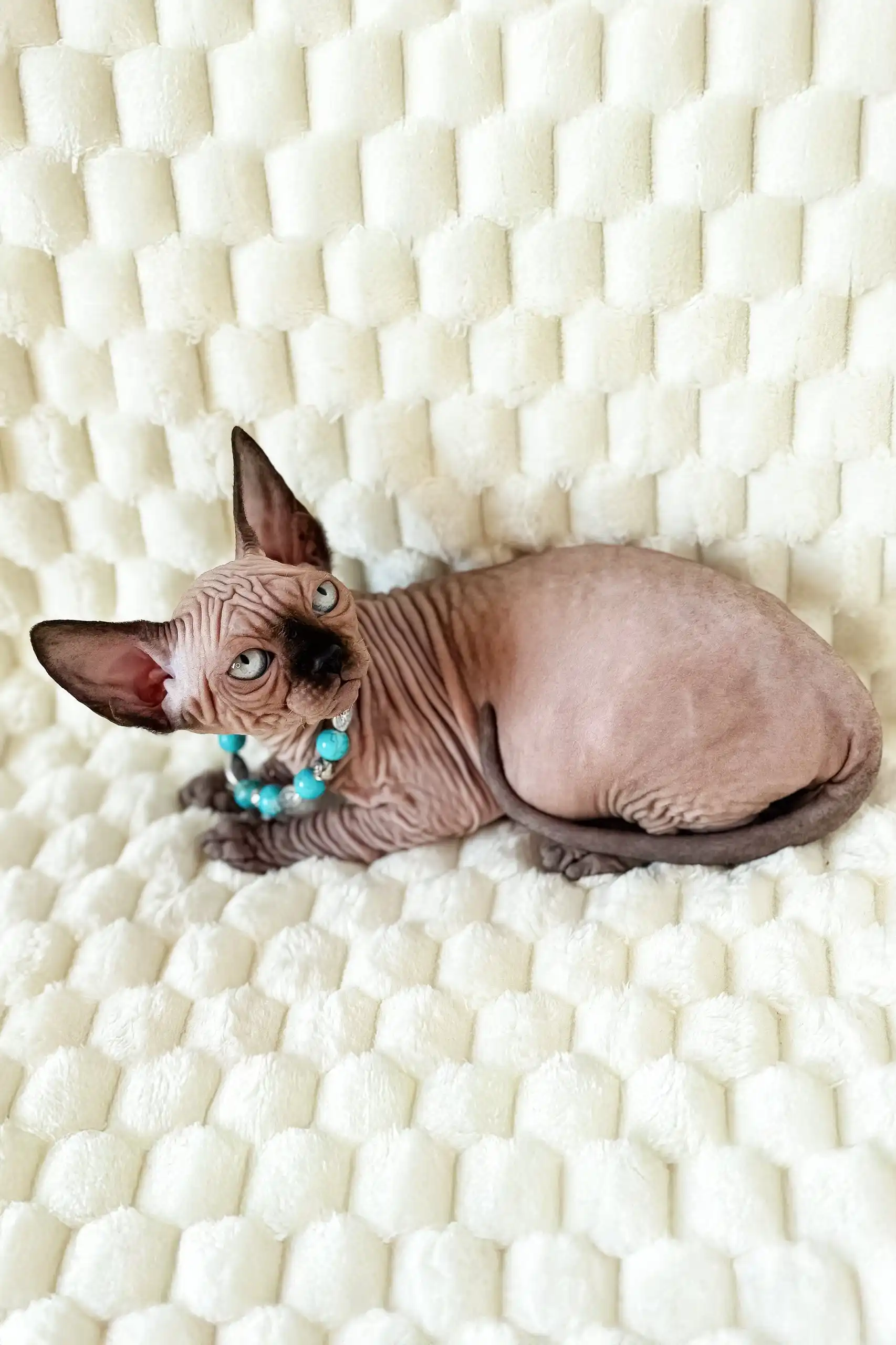 Mery | Canadian Sphynx Kitten - Image 4