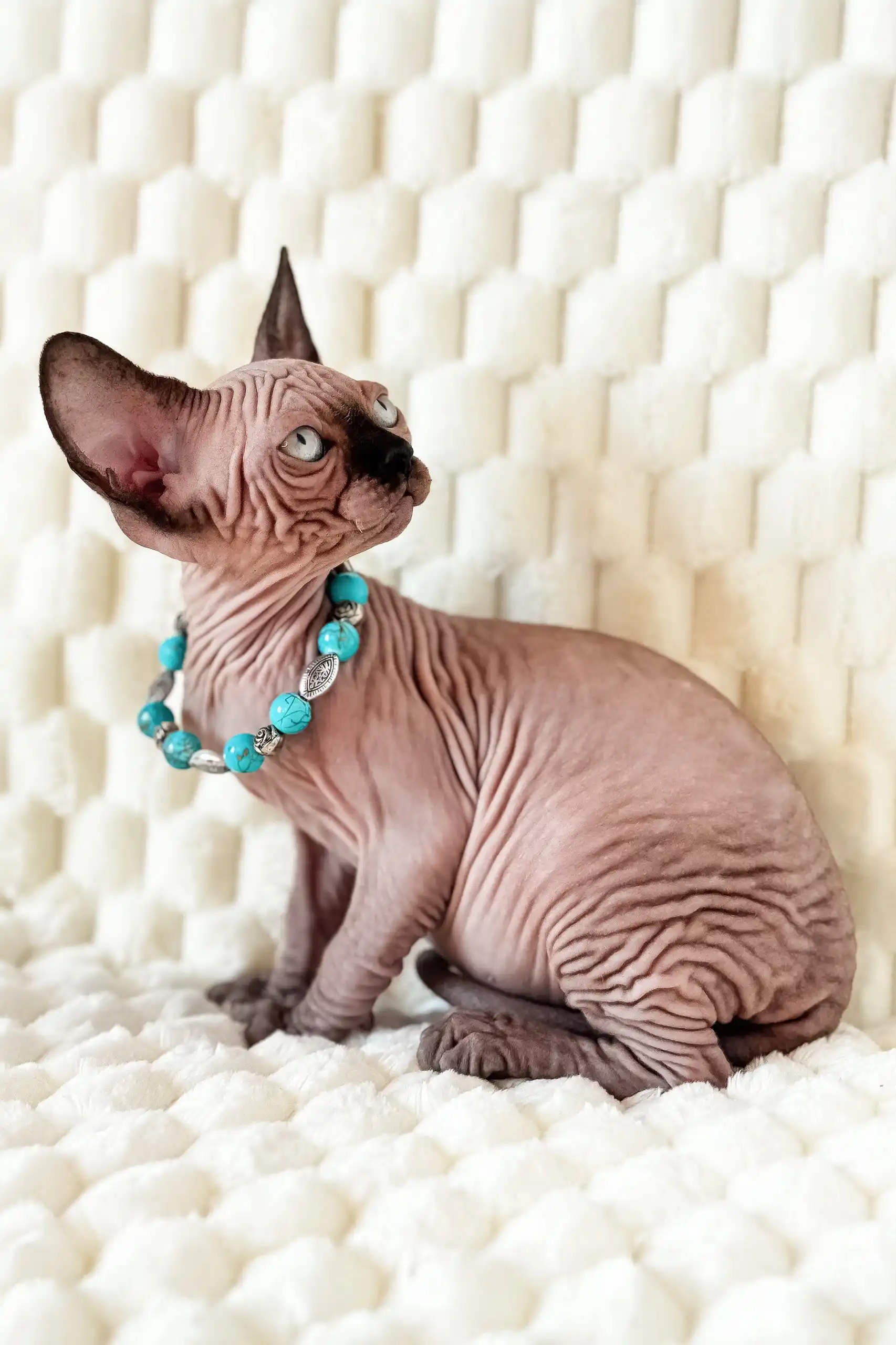 Mery | Canadian Sphynx Kitten - Image 6