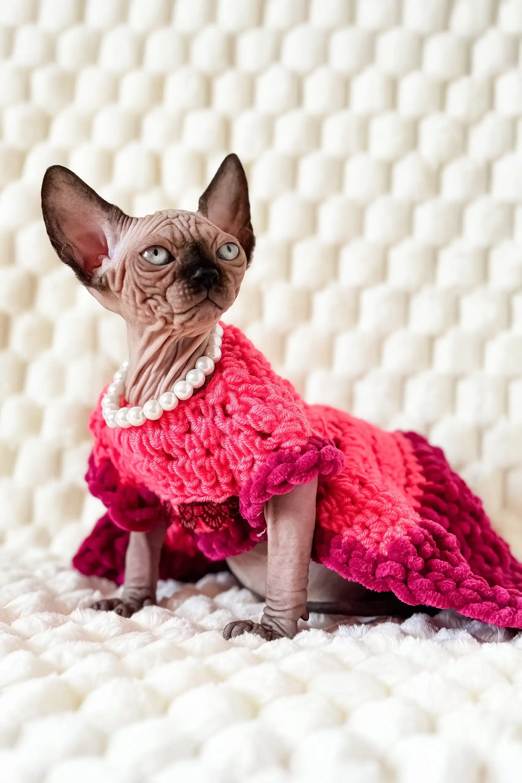Mery | Canadian Sphynx Kitten - Image 7