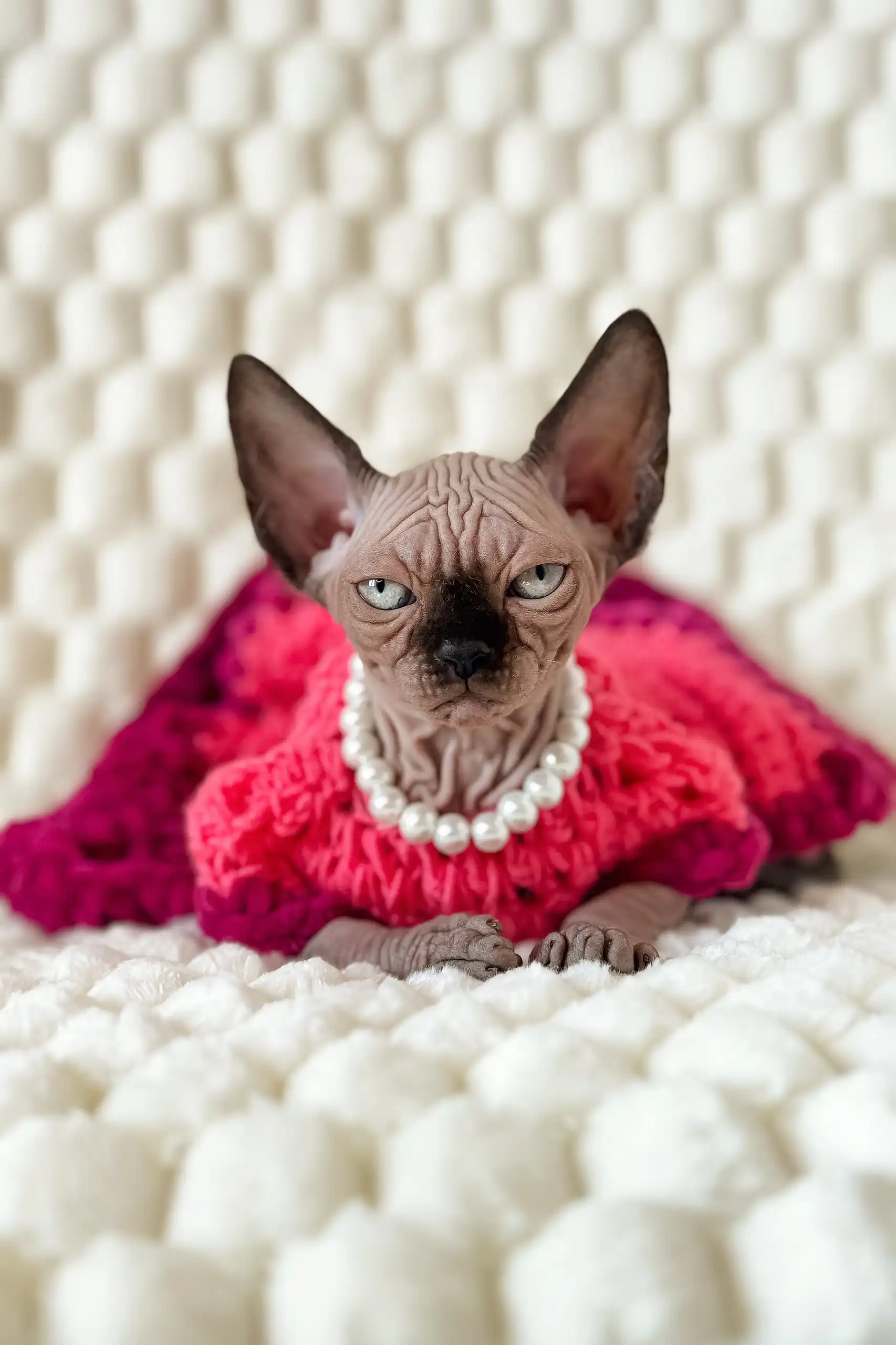 Mery | Canadian Sphynx Kitten - Image 8