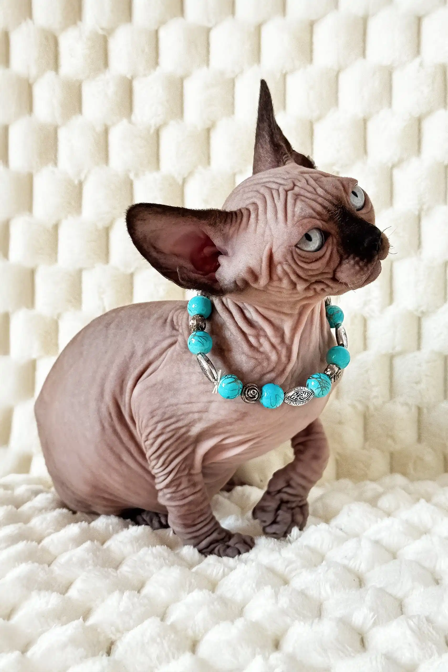 Mery | Canadian Sphynx Kitten - Image 9