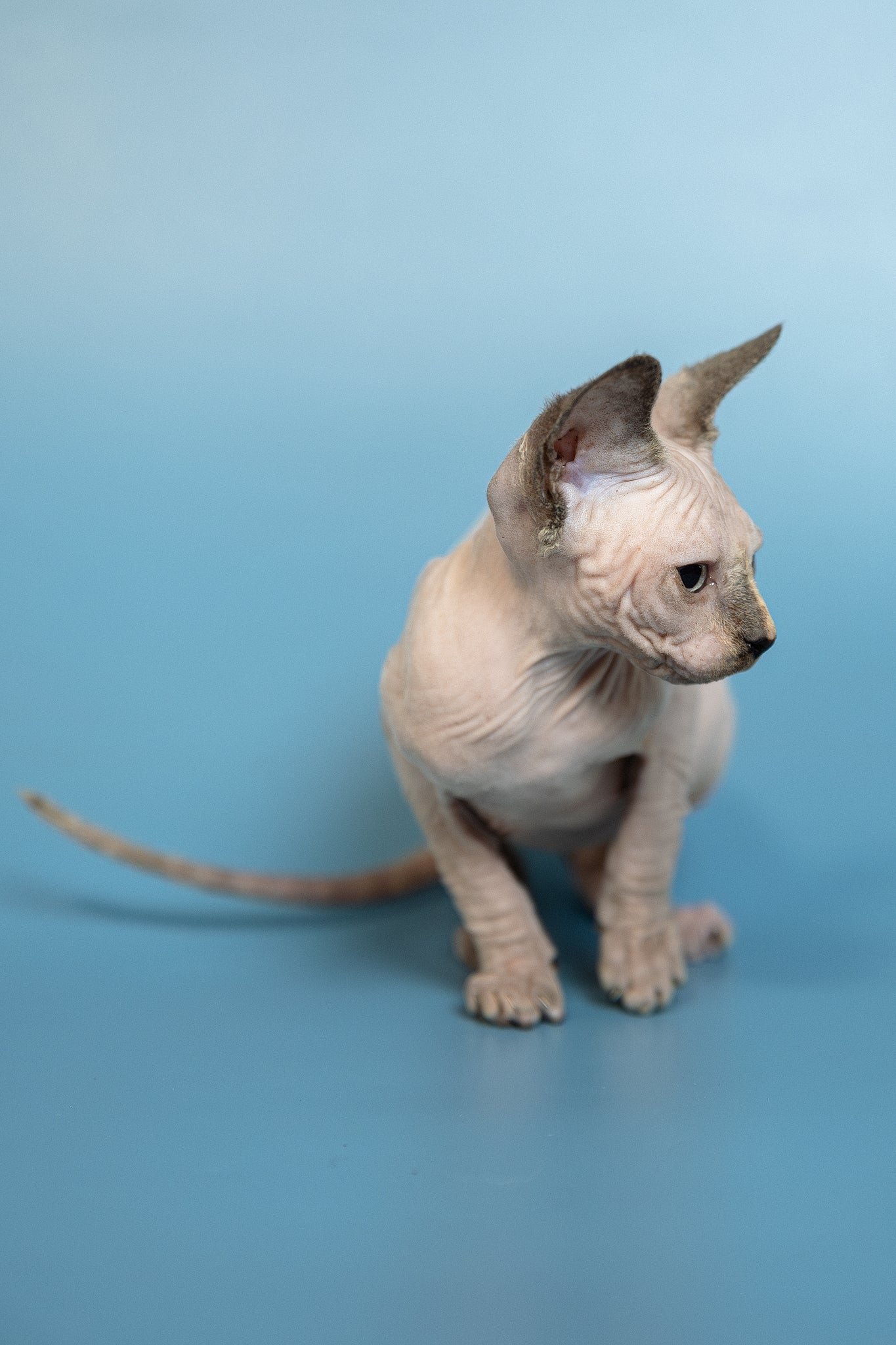 Monica | Canadian Sphynx Kitten - Image 12