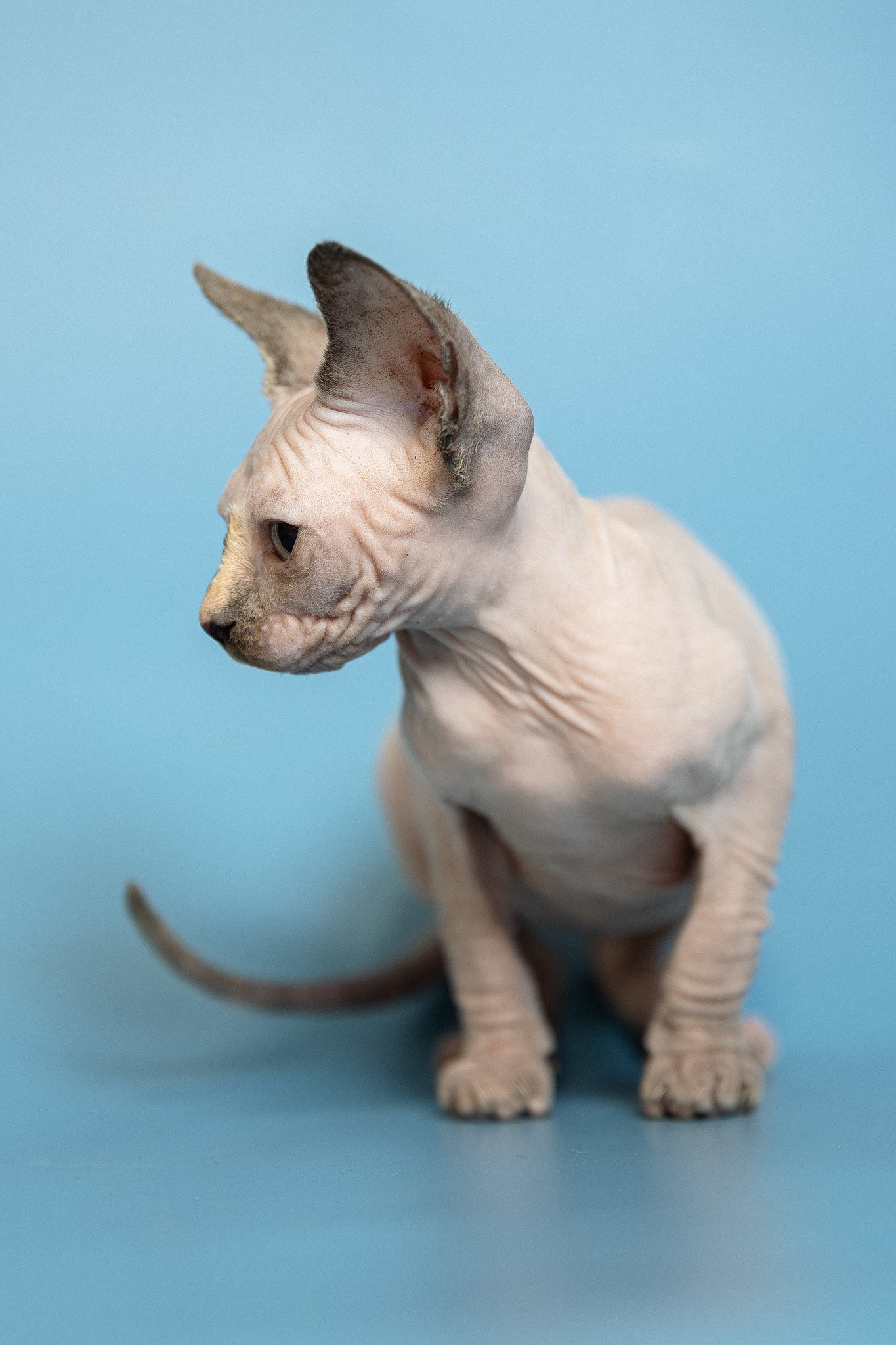 Monica | Canadian Sphynx Kitten - Image 3