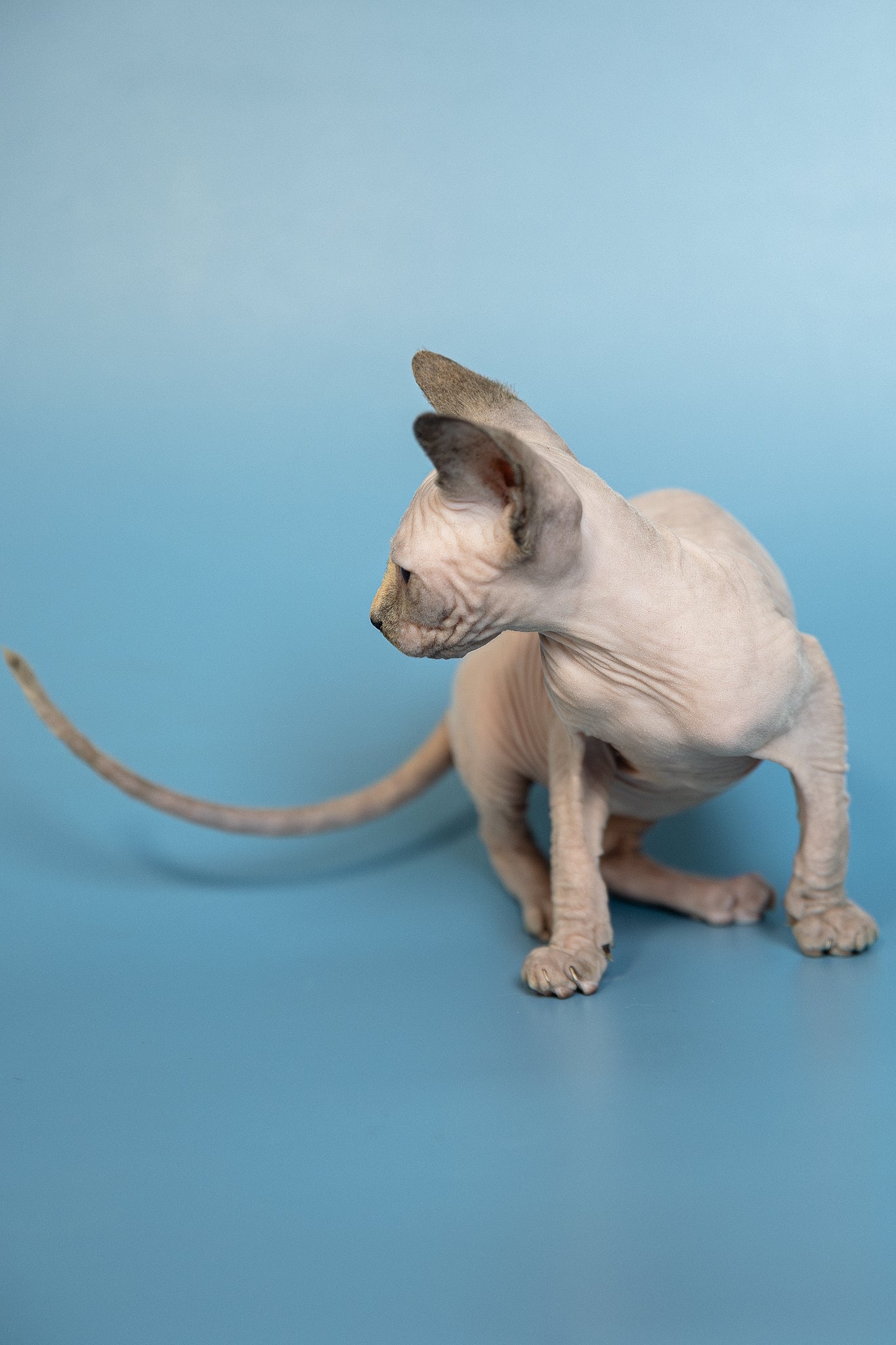 Monica | Canadian Sphynx Kitten - Image 5