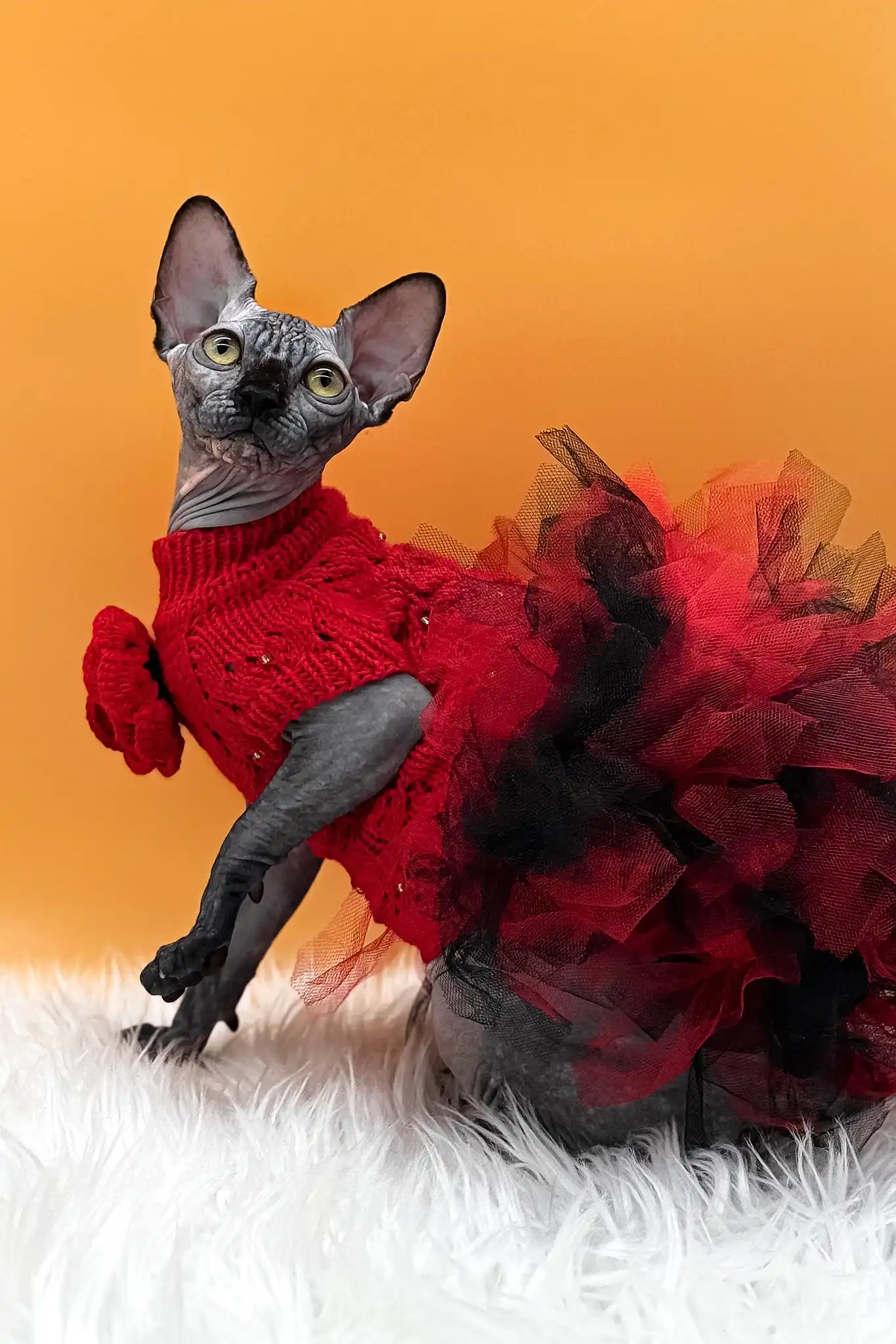 Nefertiti | Canadian Sphynx Kitten - Image 8