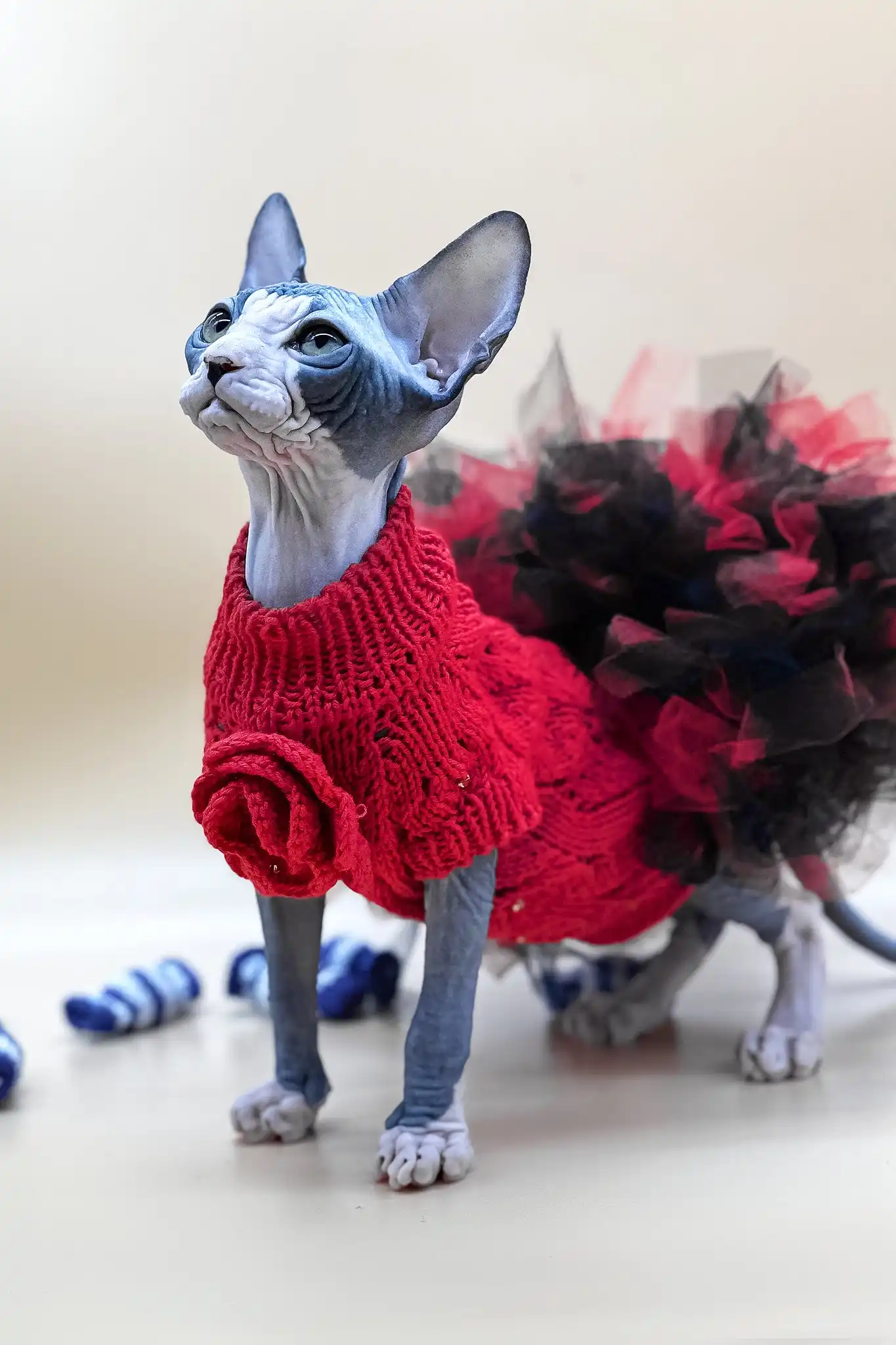 Olivia | Canadian Sphynx Kitten - Image 2
