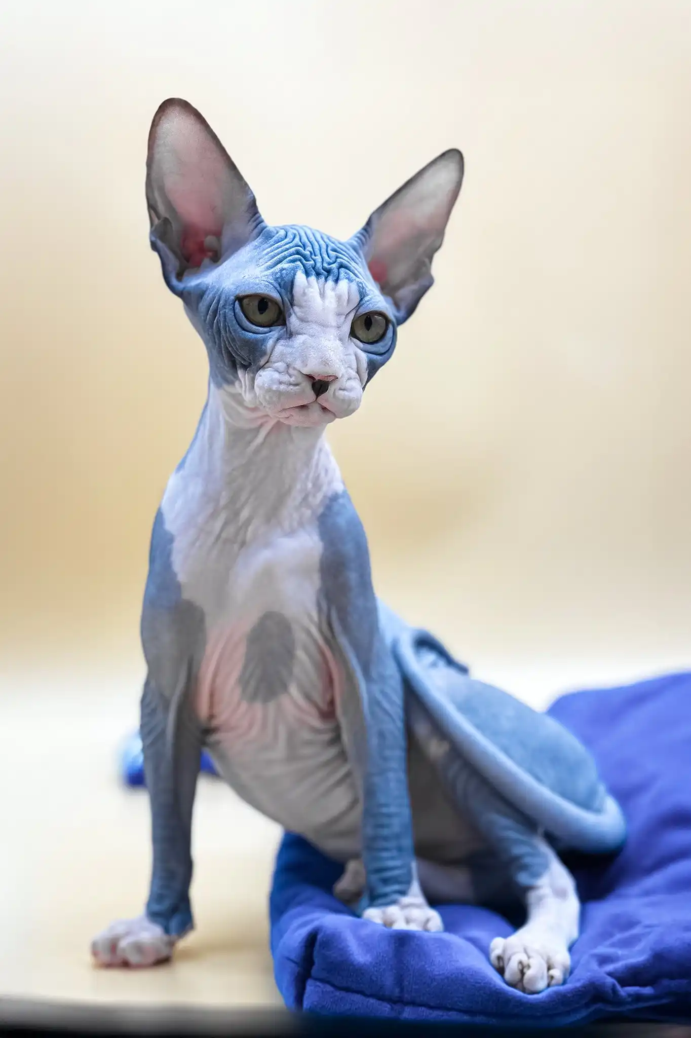 Olivia | Canadian Sphynx Kitten - Image 5