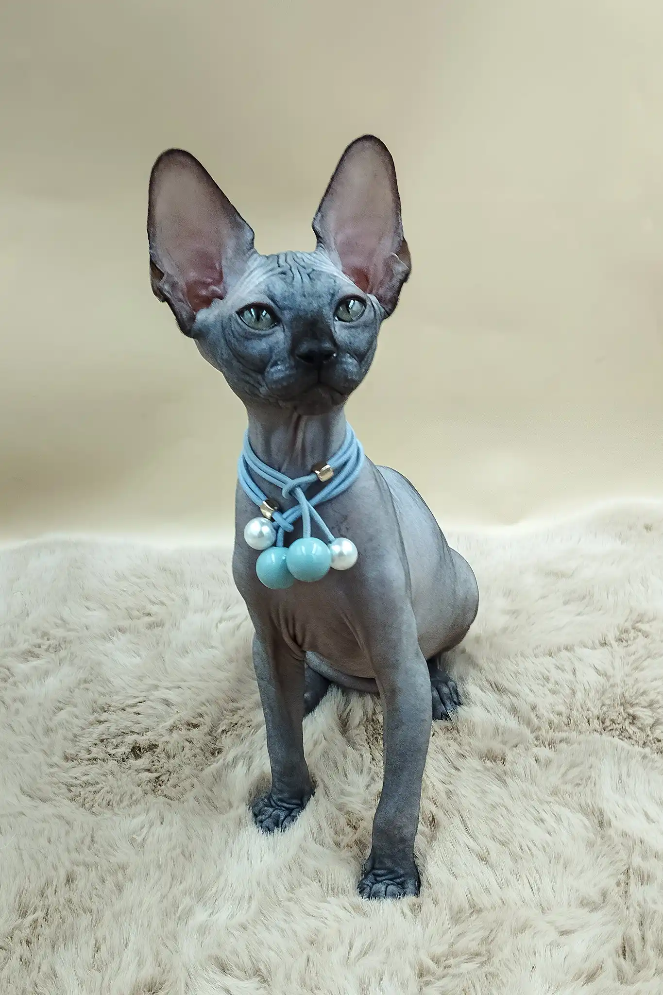 Pandora | Canadian Sphynx Kitten - Image 5