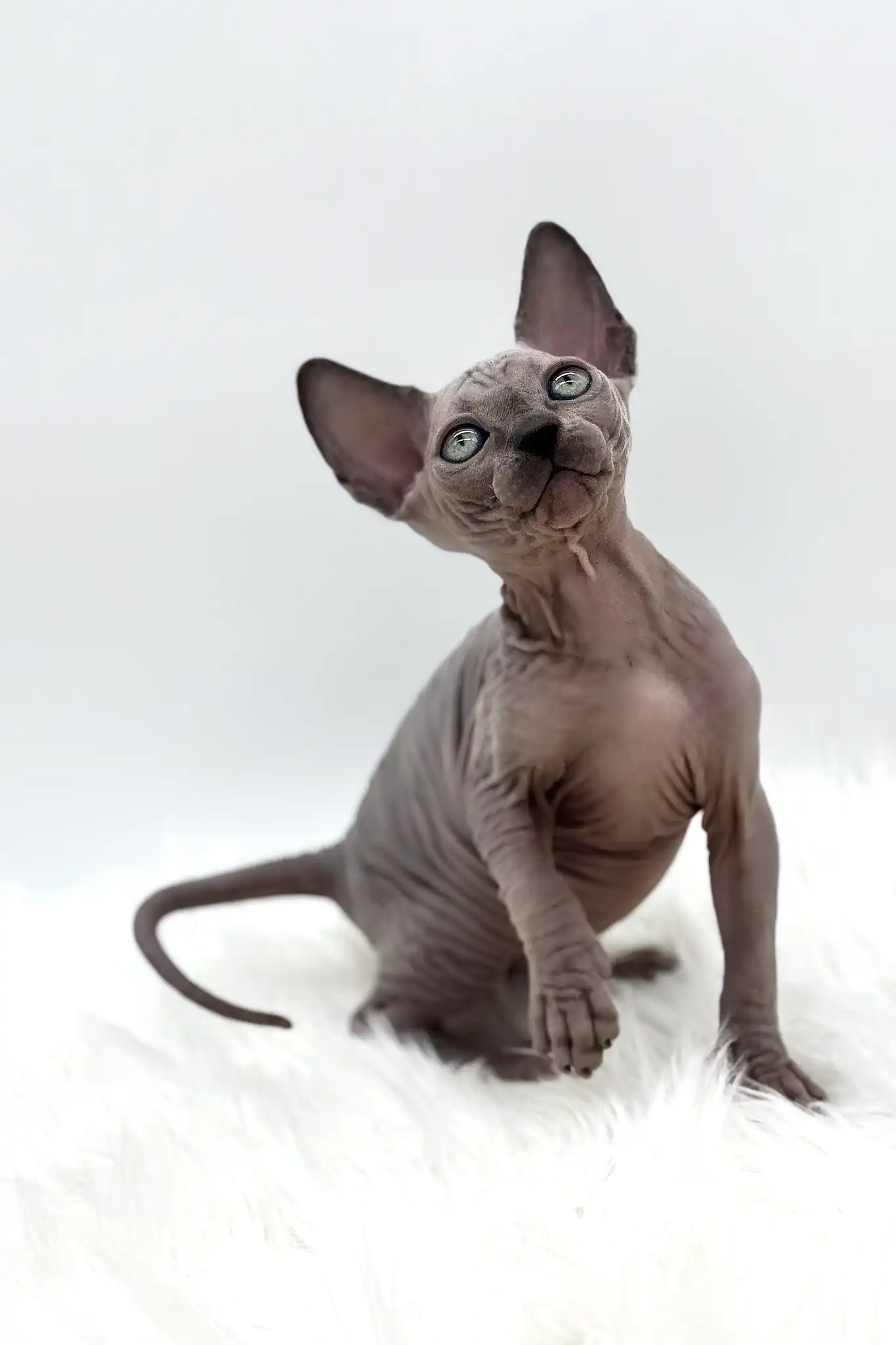 Pearl | Canadian Sphynx Kitten - Image 4