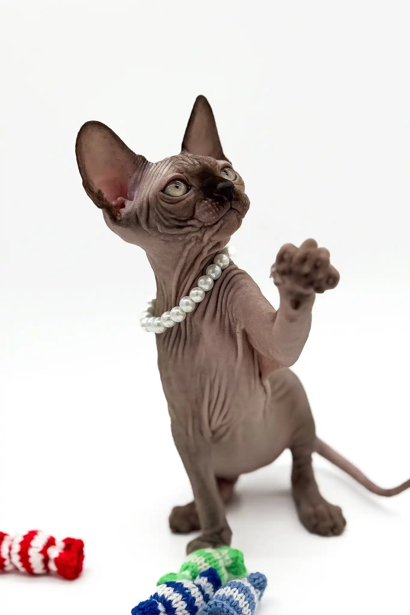 Pippa | Canadian Sphynx Kitten - Image 6