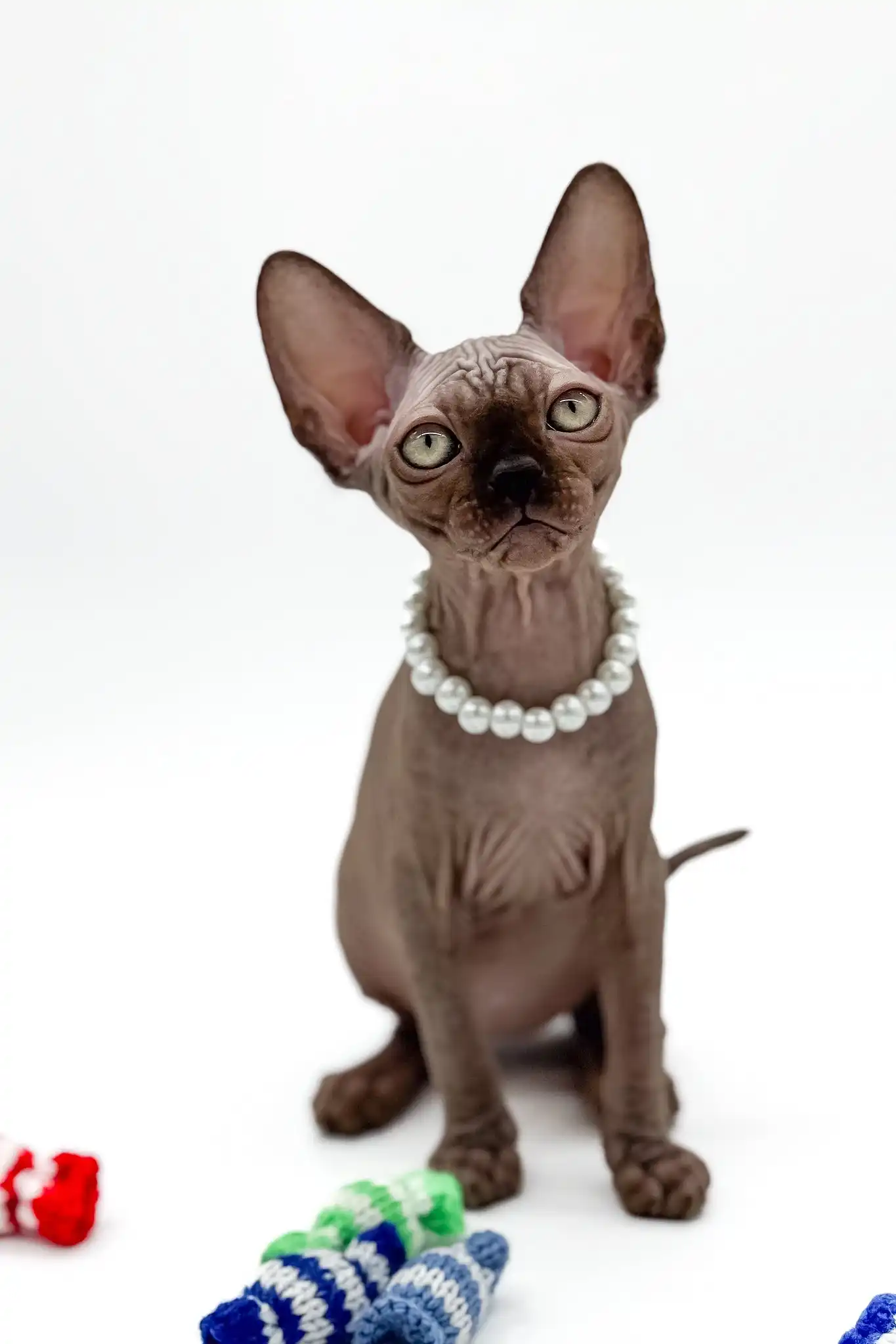 Pippa | Canadian Sphynx Kitten - Image 7